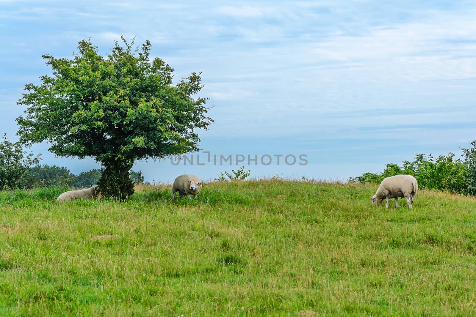 Idyllic landscape of sheep grazing on a green pasture on the background of clouds and blue sky.