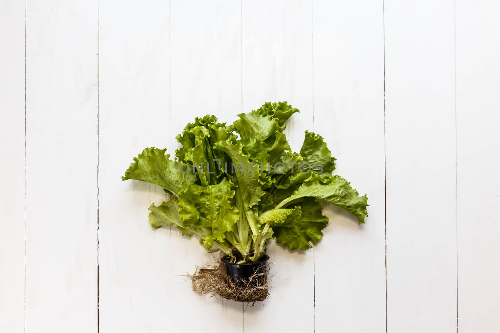 Lettuce with root and soil on white rustic background by vladdeep