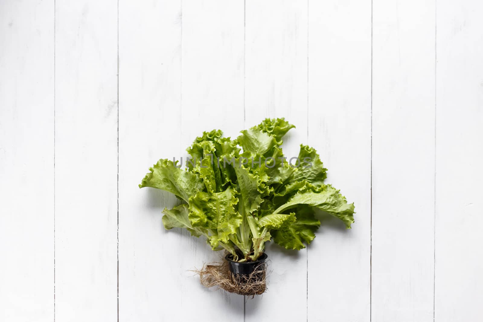 Fresh lettuce with root and soil on white rustic background. by vladdeep