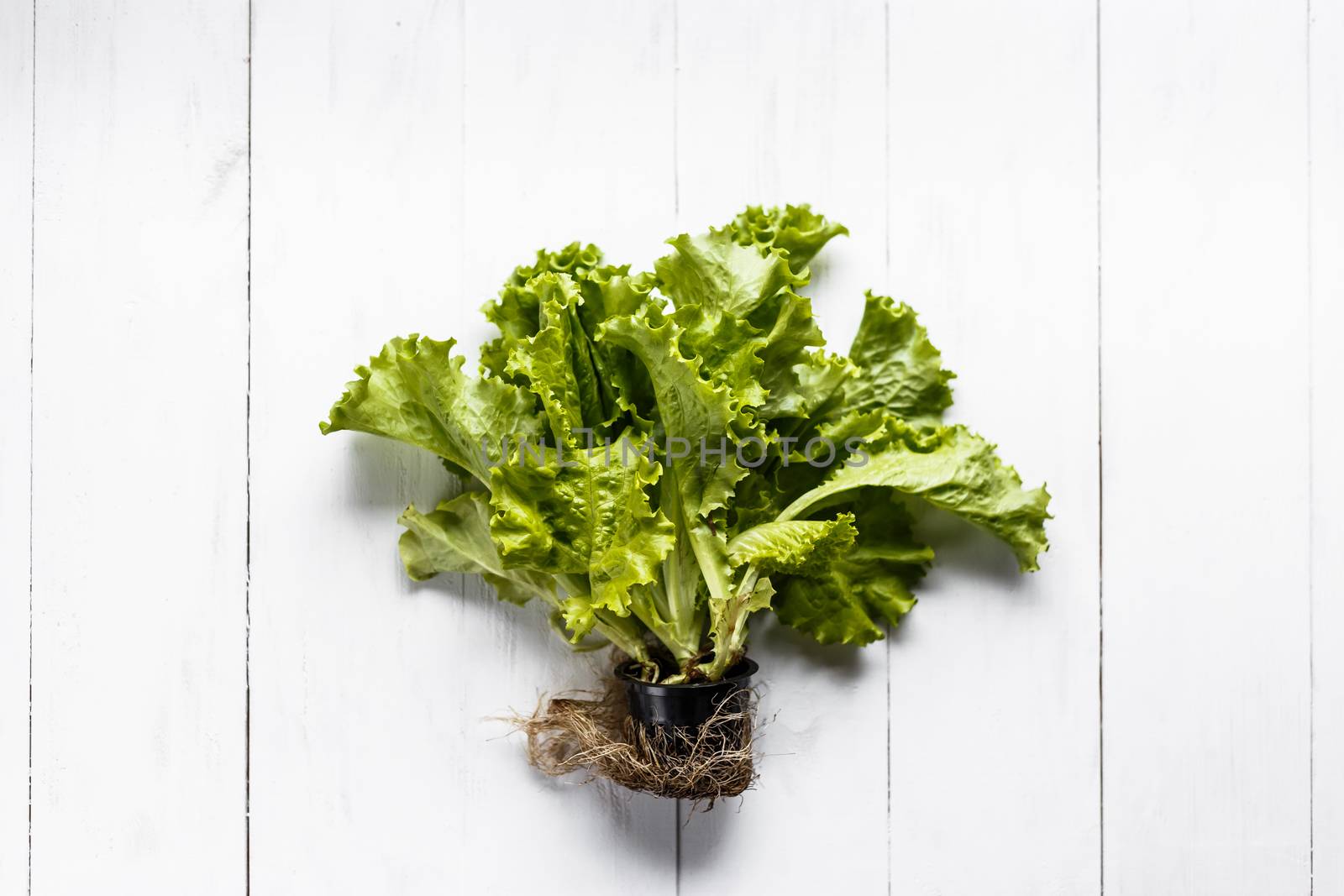 Lettuce with root and soil on white rustic background.