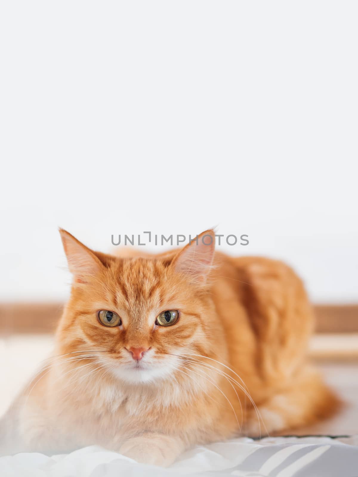 Cute ginger cat lying in bed. Fluffy pet is staring in camera. Background with copy space.