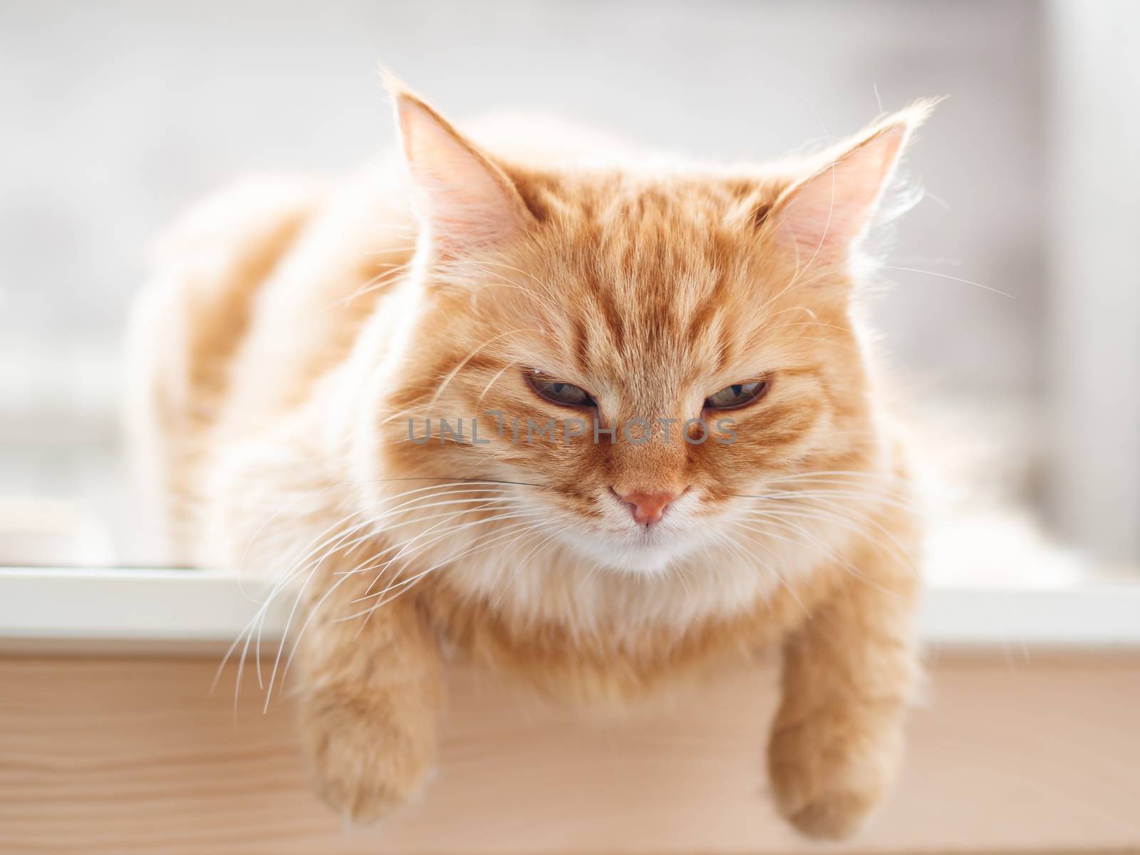 Close up portrait of cute ginger cat. Fluffy pet is staring in camera. Domestic kitty sitting on table.