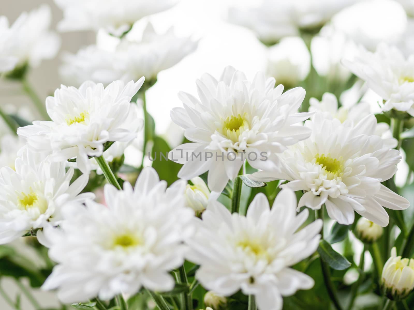 Macro photo of chrysanthemum flowers on window sill. Sunny morning in cozy home.