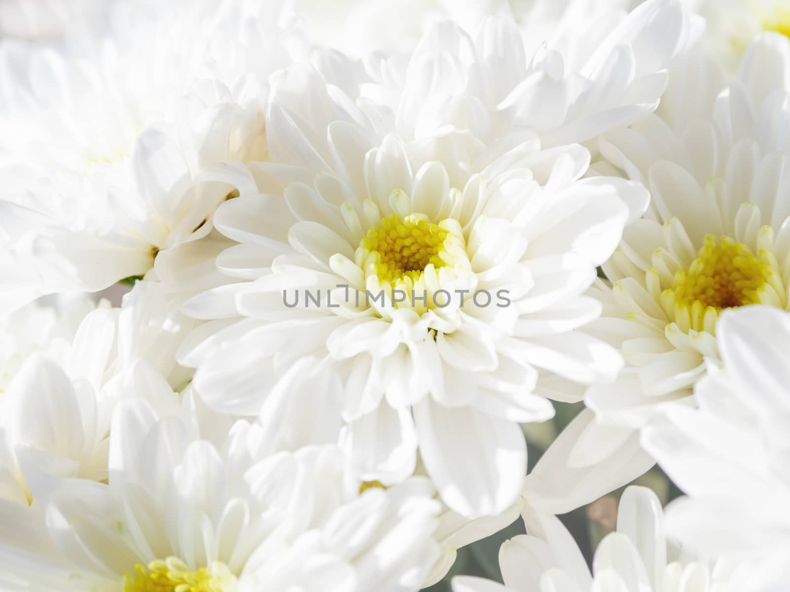 Bouquet of white chrysanthemum. Spring background with flowers.