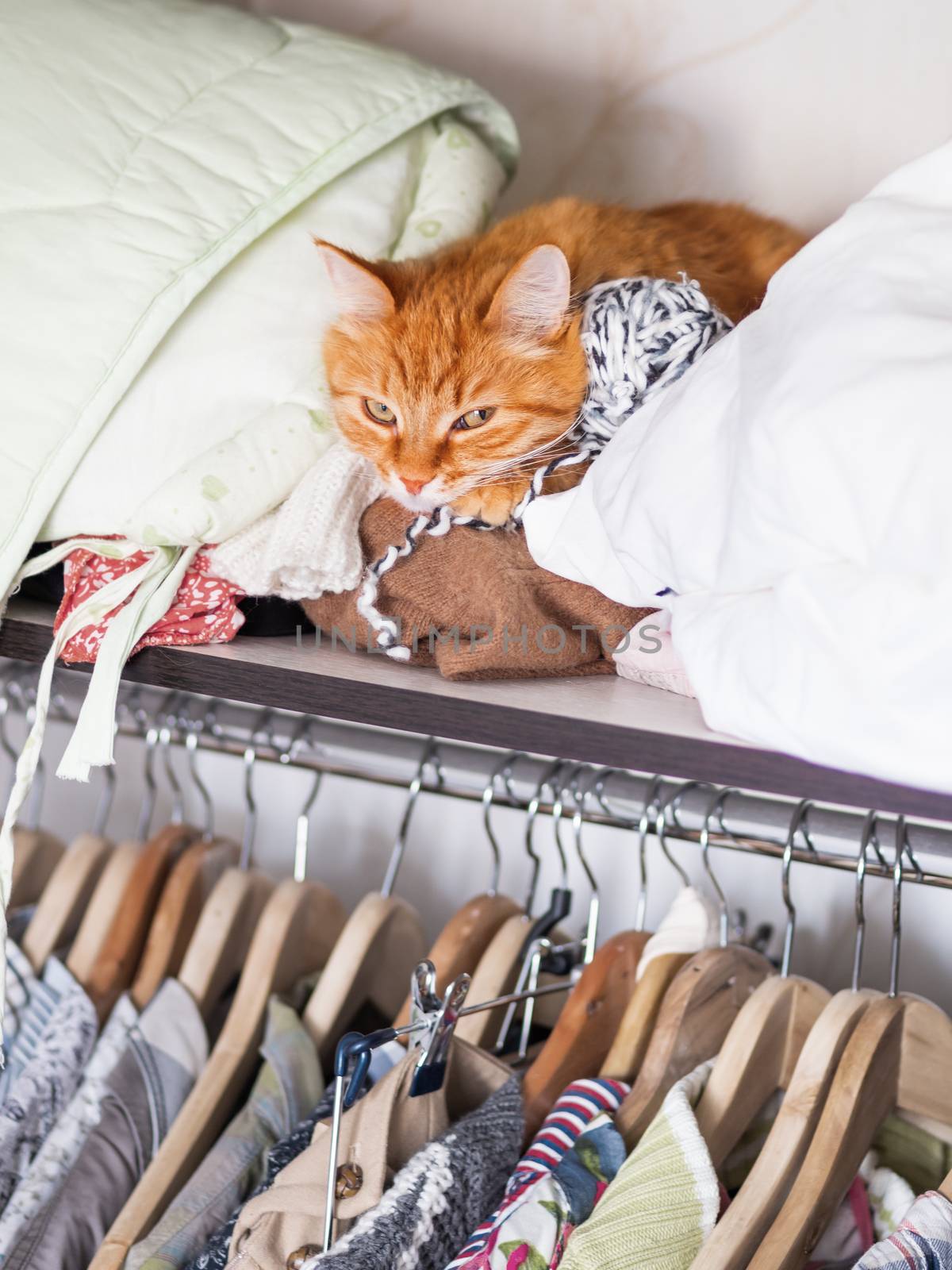 Cute ginger cat sleeps on a pile of knitted clothes. Fluffy pet is dozing on shelf in wardrobe.
