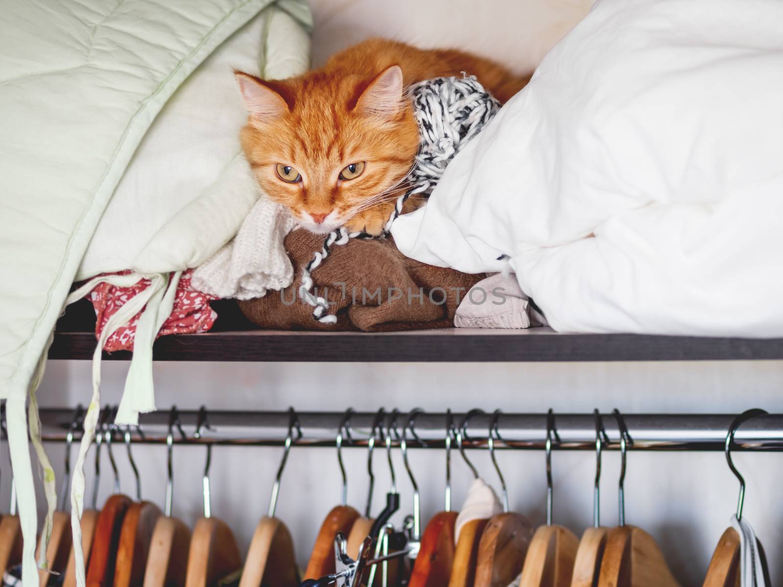 Cute ginger cat sleeps on a pile of clothes. Fluffy pet is dozing on shelf in wardrobe.