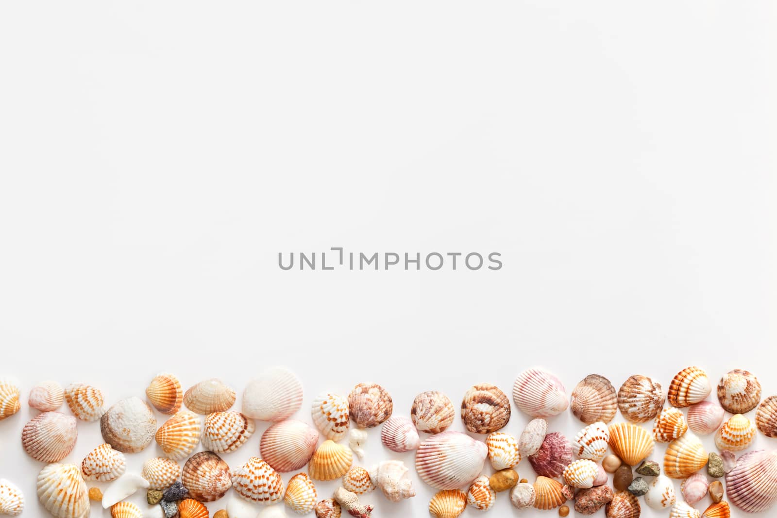 Seashells in bottom of image with copy space, isolated on white background, top view by vladdeep