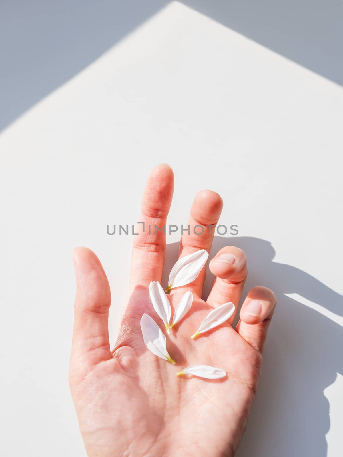 Top view on woman hand with six white chamomile petals. Sunlight and shadows. Symbol of fragility and light.