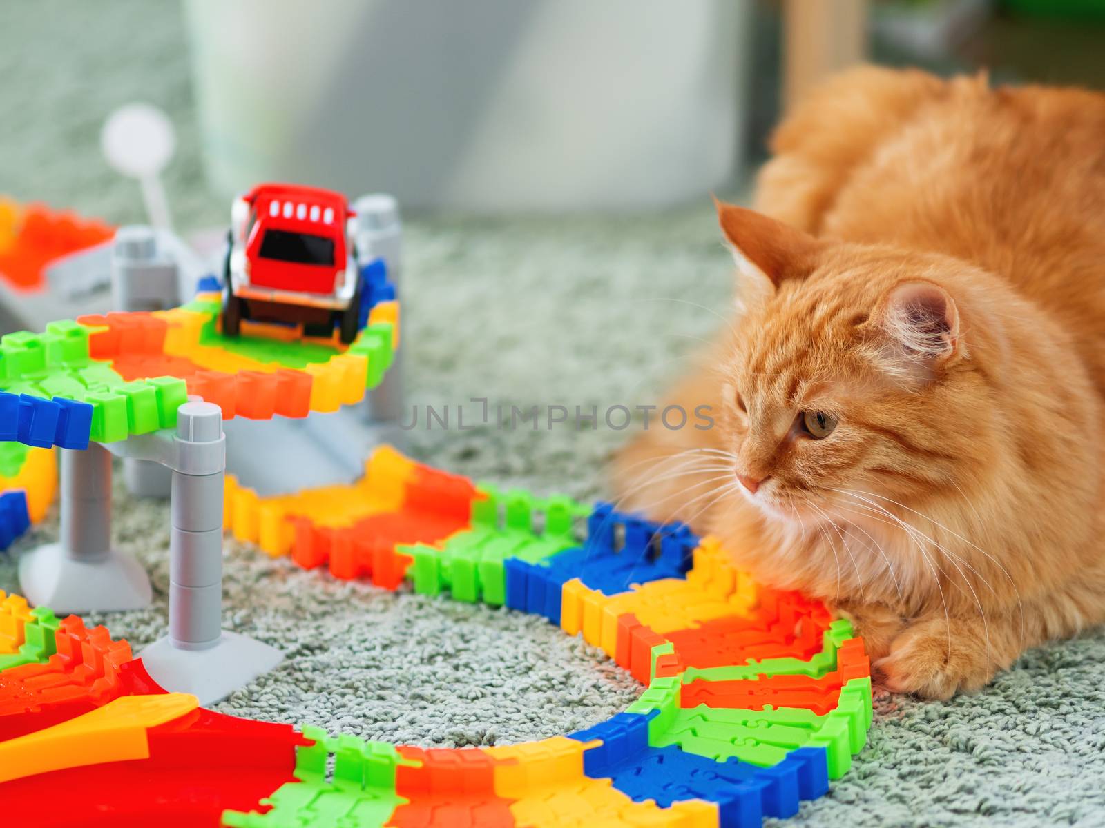 Cute ginger cat lying near toy car track. Fluffy pet in kid room. Cozy home.