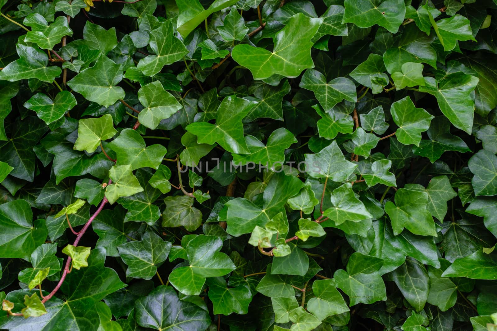 Natural wall from green ivy leaves as texture background in close-up