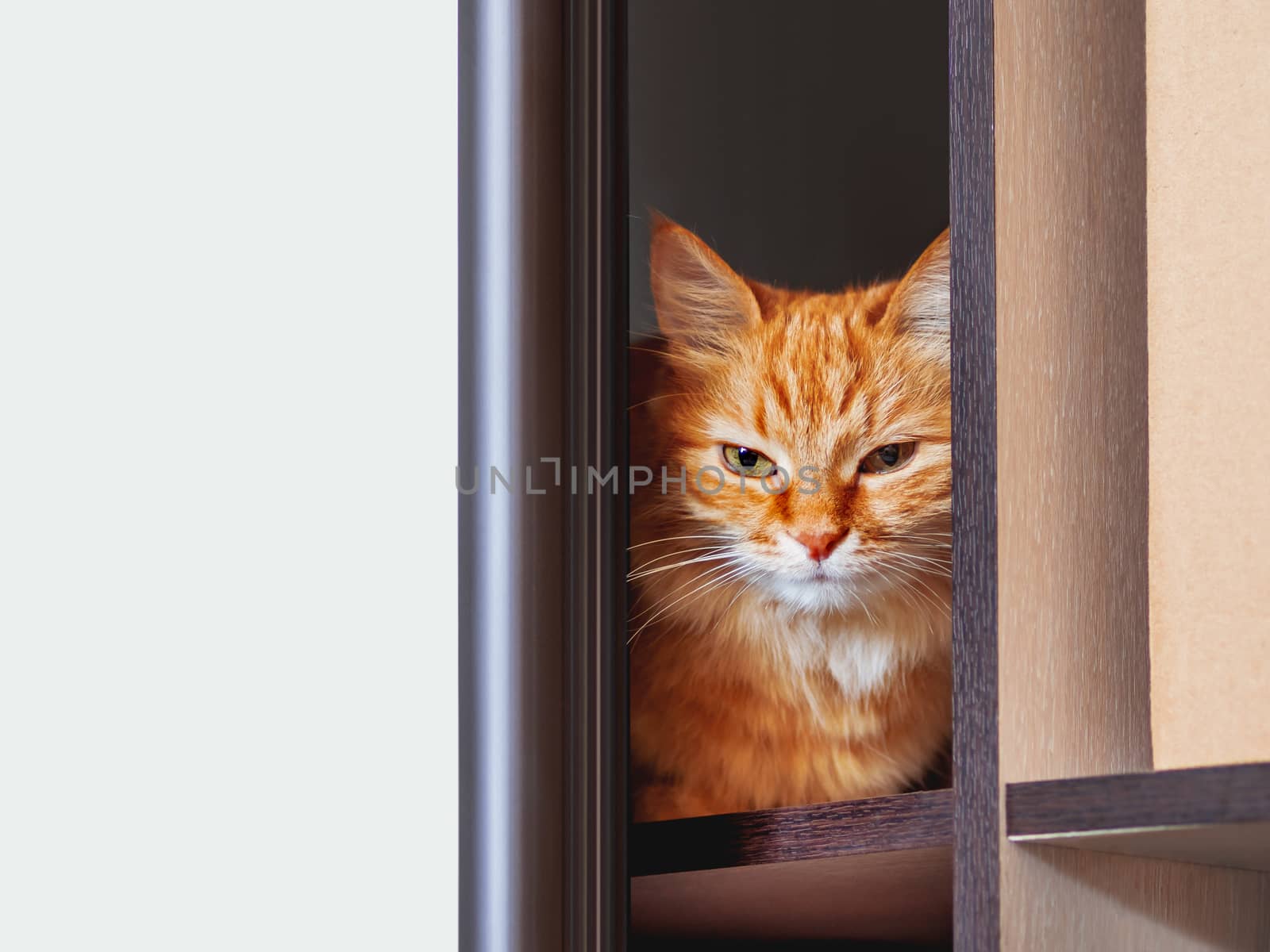 Cute ginger cat is hiding on shelf inside wardrobe. Fluffy pet is staring through half-open door. Curious domestic animal.