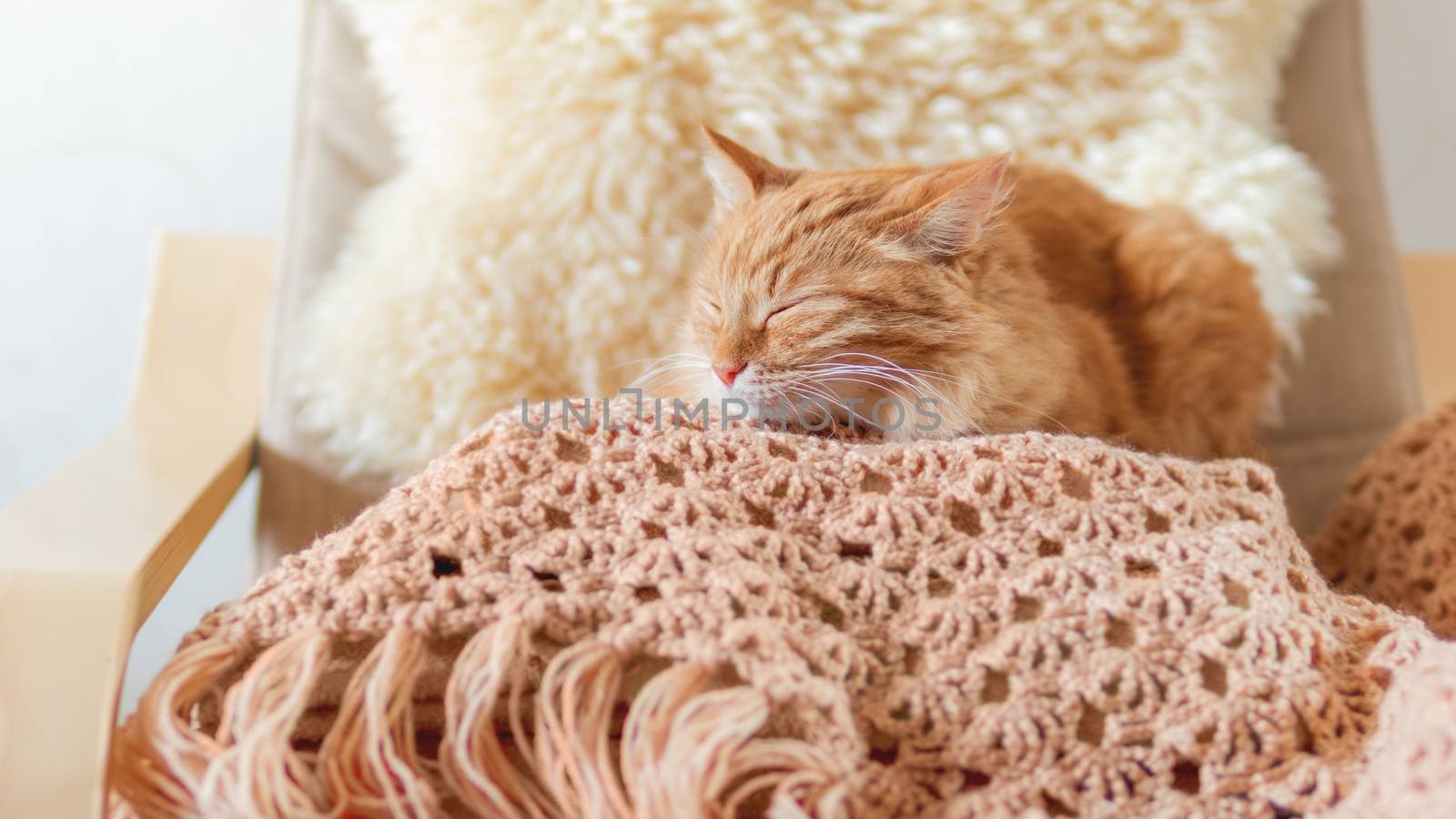 Cute ginger cat sleeping on pile of clothes. Fluffy pet mimics the color of textile.