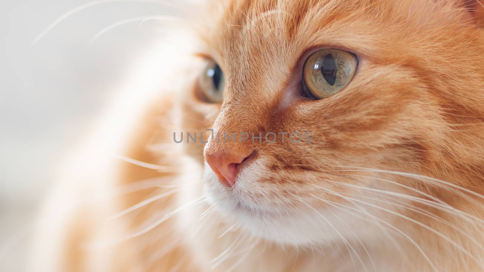 Close up profile portrait of cute ginger cat. Fluffy pet is staring in other side.