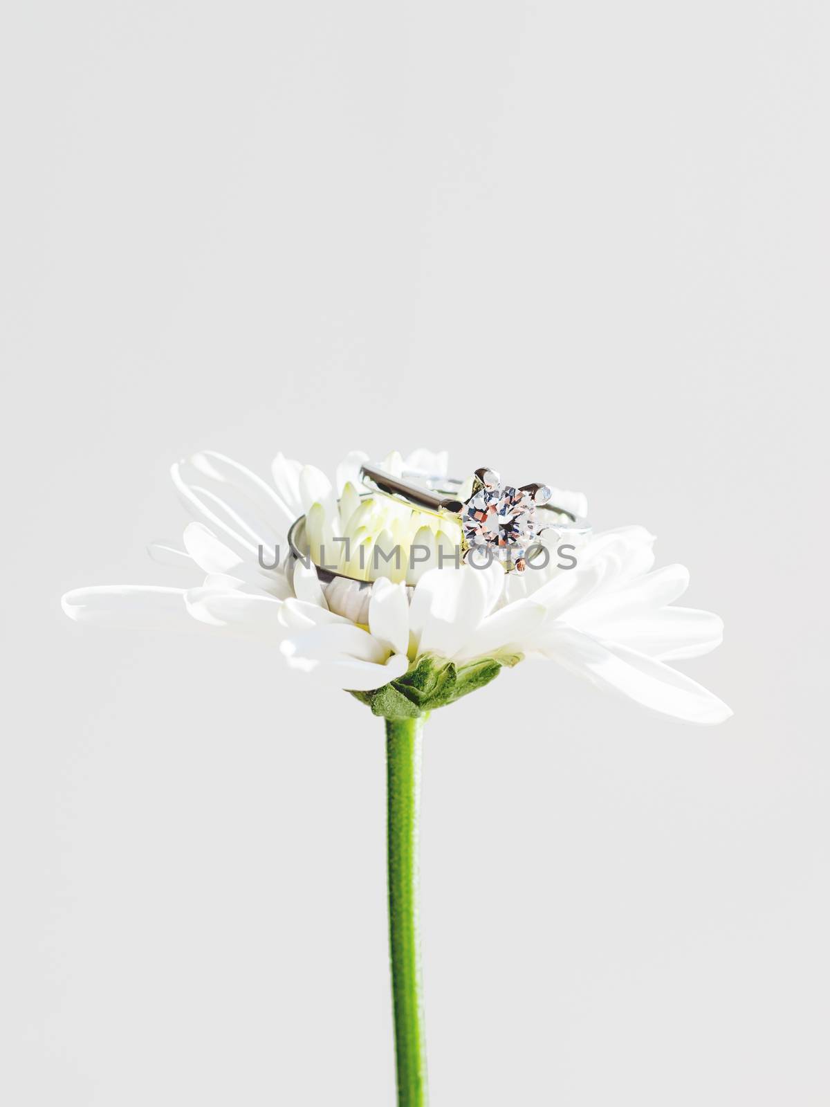 Pair of wedding and engagement rings with diamond on chamomile. Symbol of love and marriage on white flower.