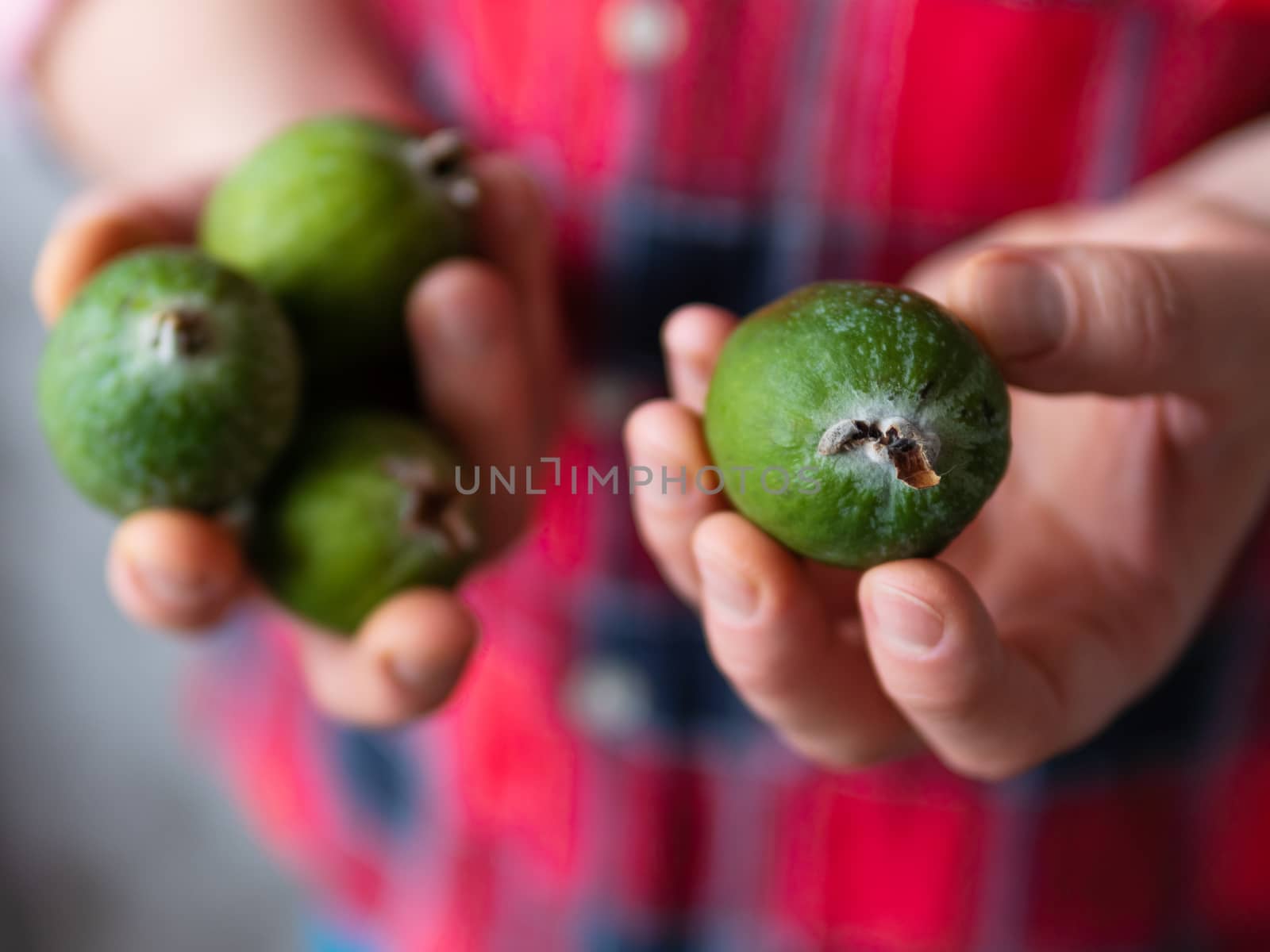 Man in tartan plaid shirt holds feijoa or pineapple guava and guavasteen, also known as Acca sellowiana. Exotic fruit harvest.