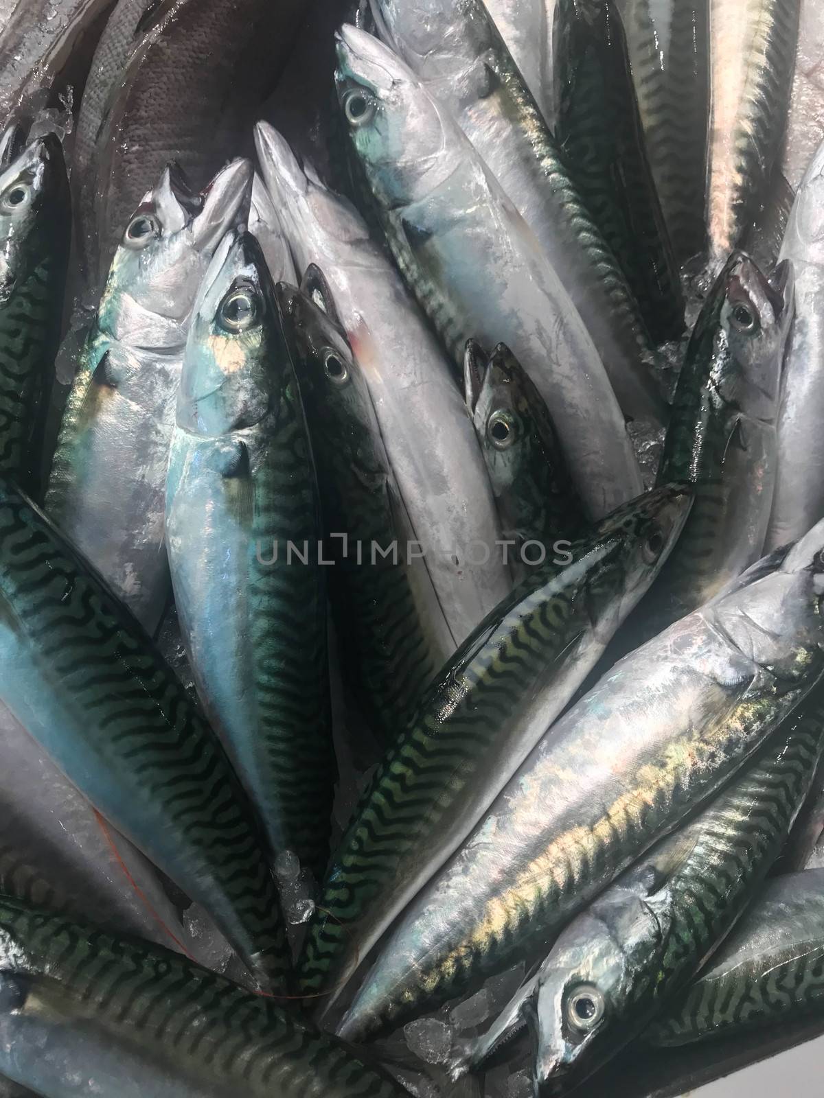 Some mackerels for sale in a fish shop