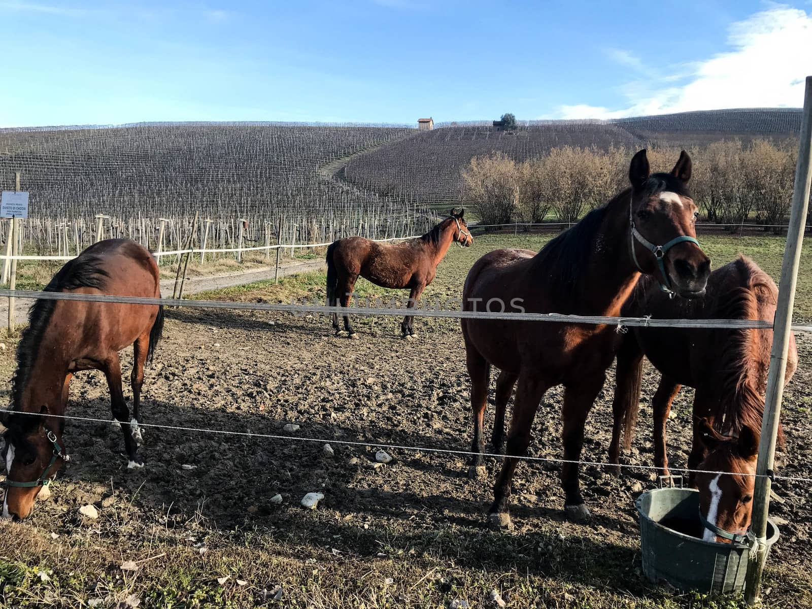 Group of horses in a paddock