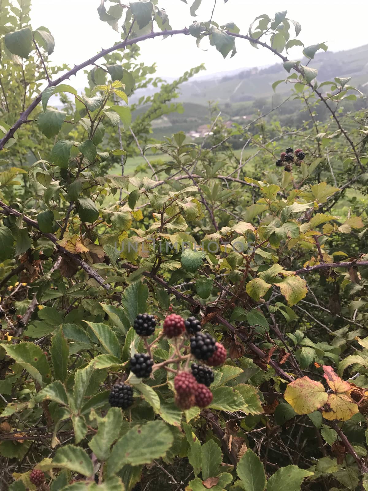 Tasty blackberries along a path. La Morra, Piedmont - Italy
