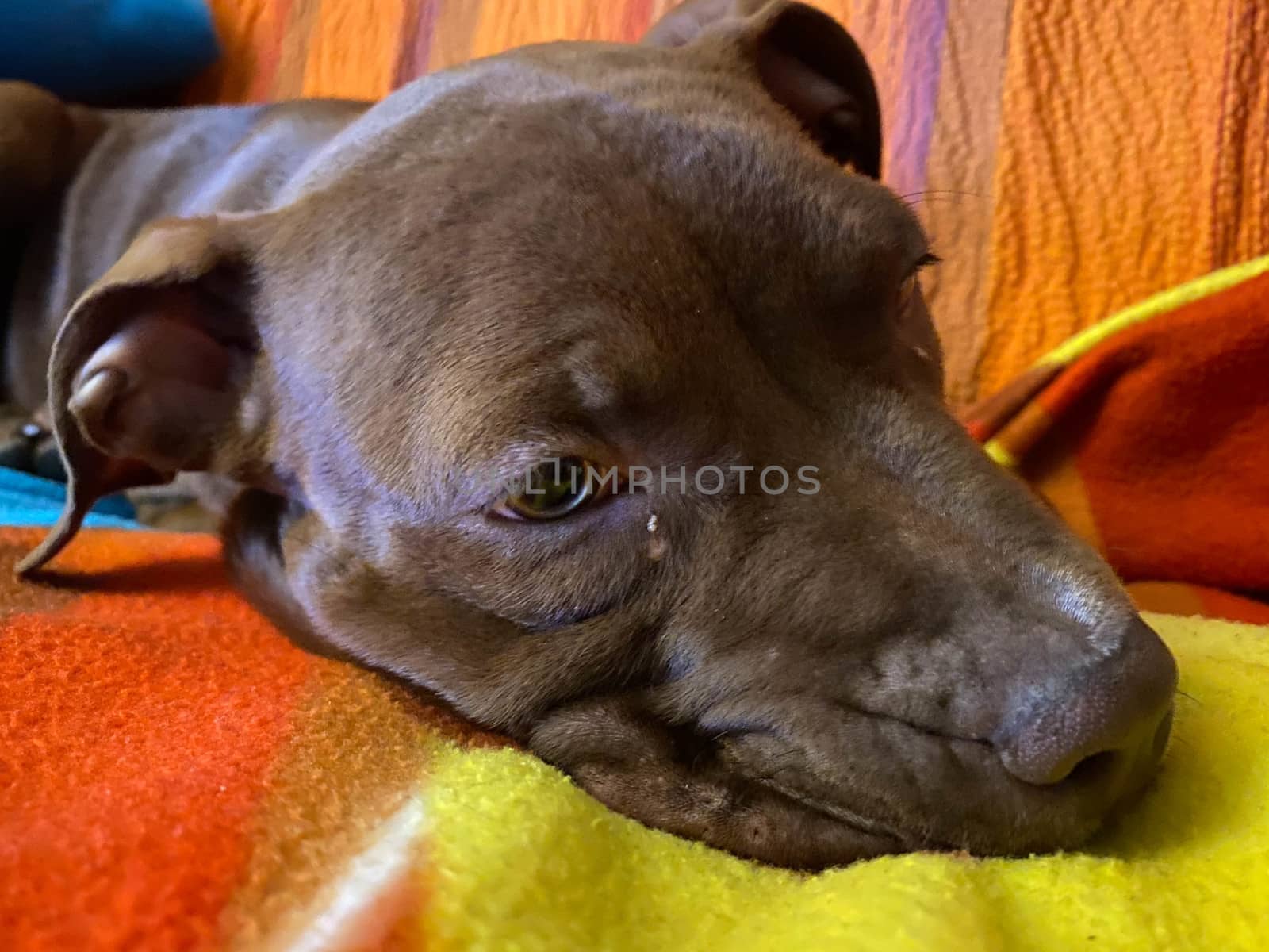 A peaceful Pitbull red nose puppy
