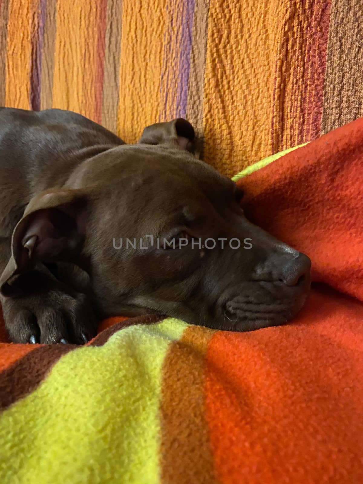 A peaceful Pitbull red nose puppy