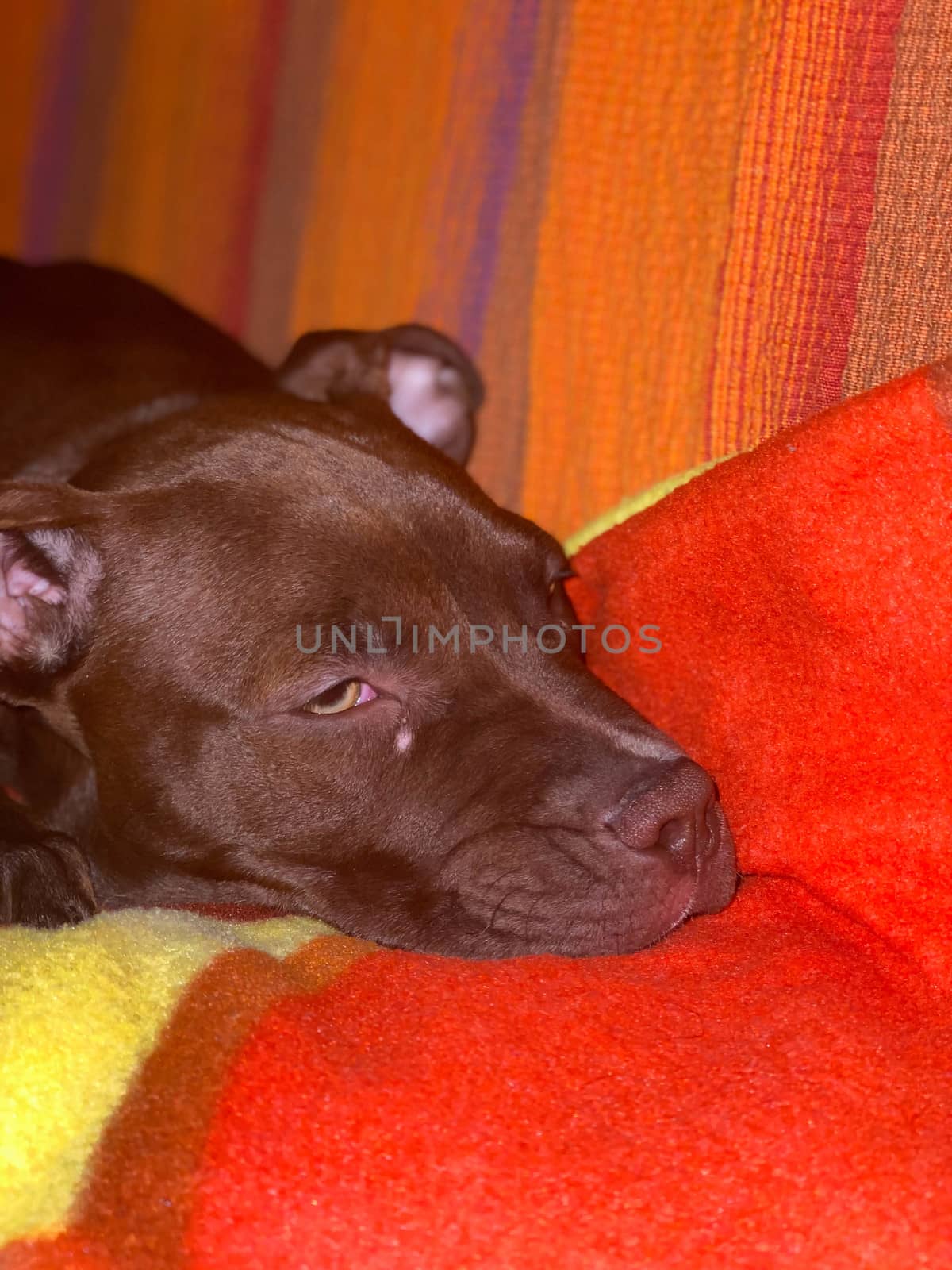 Red nose Pitbull puppy on the sofa is resting by cosca