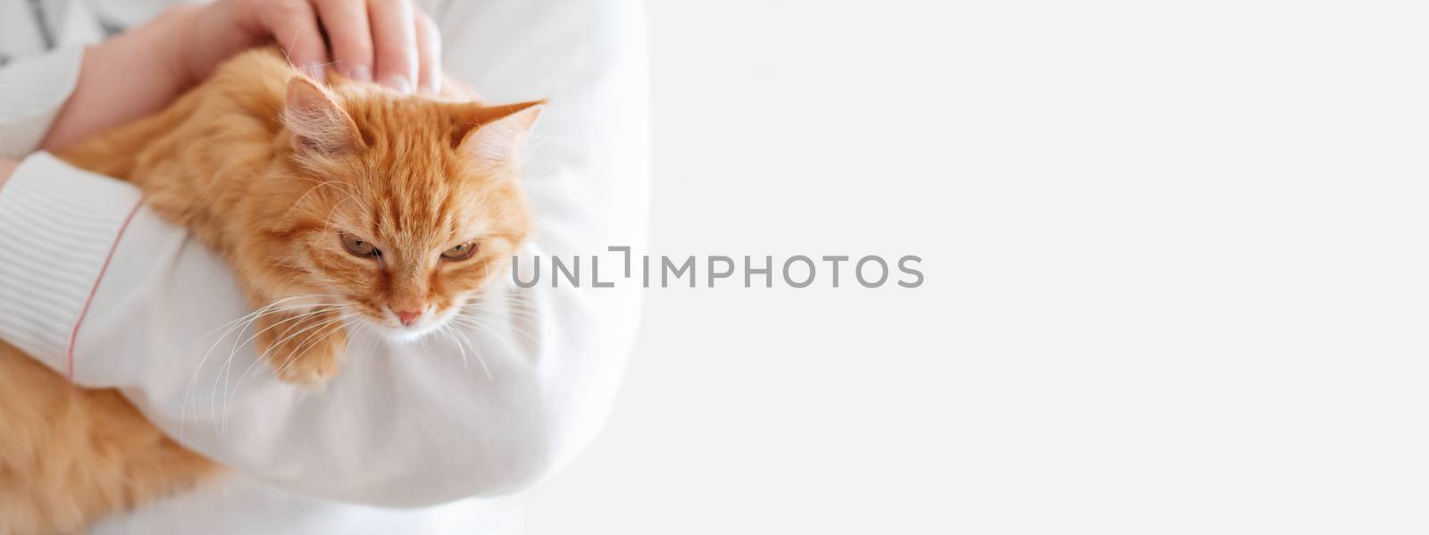Cute ginger cat is sitting on man's hands and staring at camera. Symbol of fluffy pet adoption. Copy space. by aksenovko