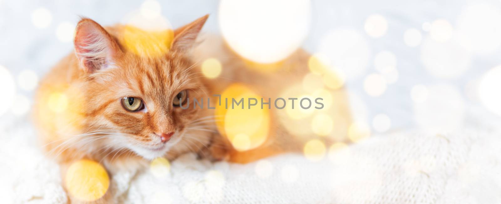 Banner with cute ginger cat on knitted sweater. Curious fluffy pet with warm beige clothes. Light bulbs bokeh. Cozy home. by aksenovko