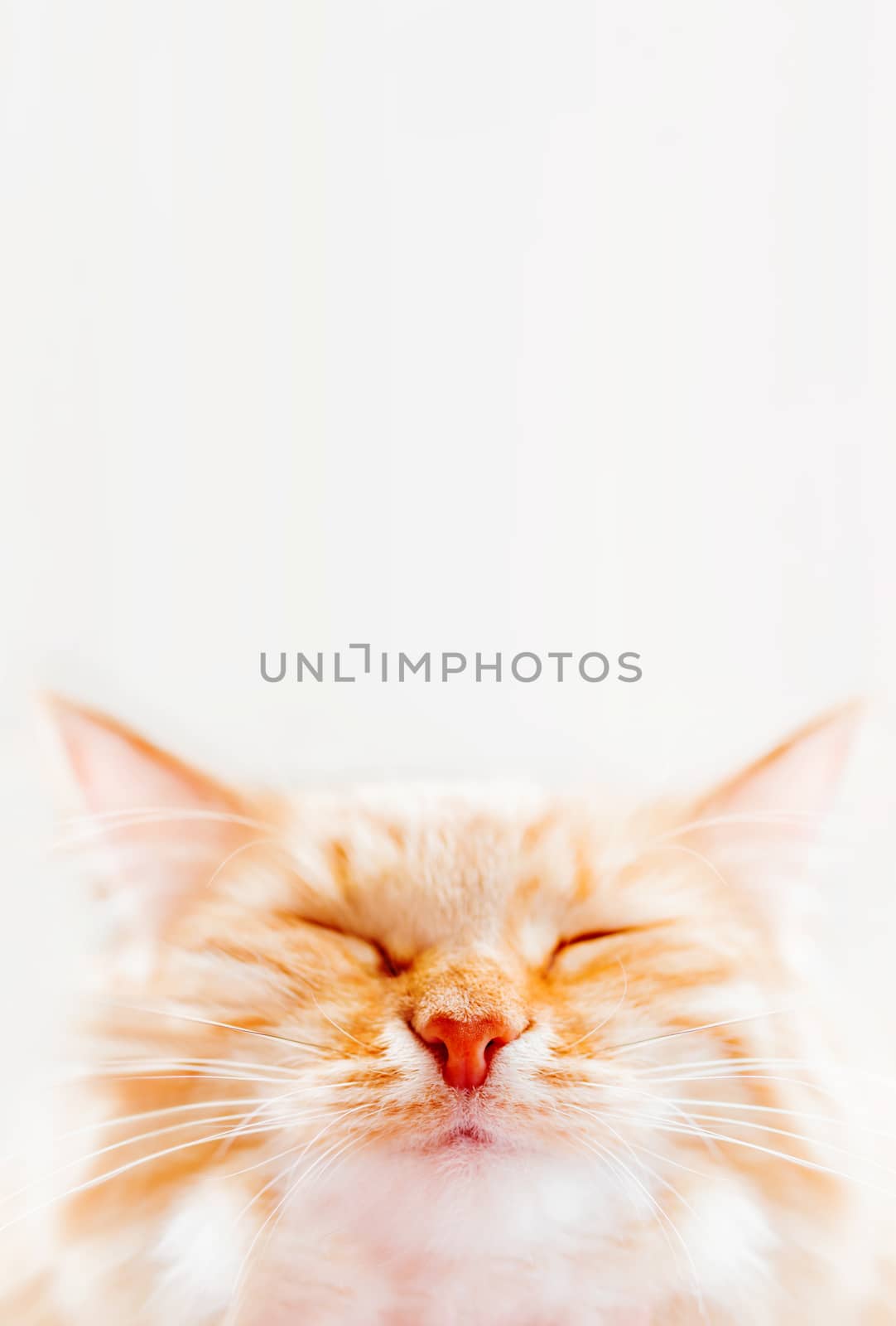 Cute ginger cat is dozing. Close up photo of fluffy pet face. Domestic animal is squinting with pleasure. Macro photo of cat's eye and nose.