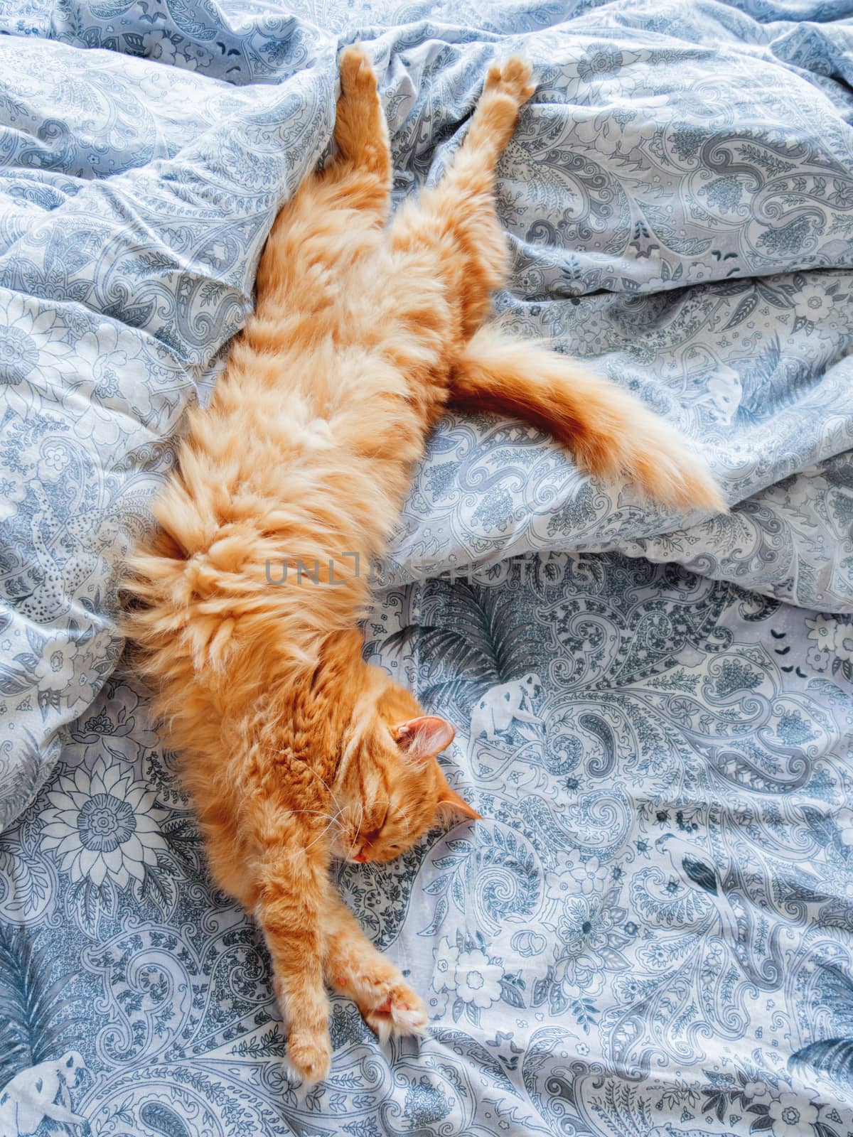 Cute ginger cat lying in bed. Fluffy pet stretching. Cozy home background, morning bedtime.