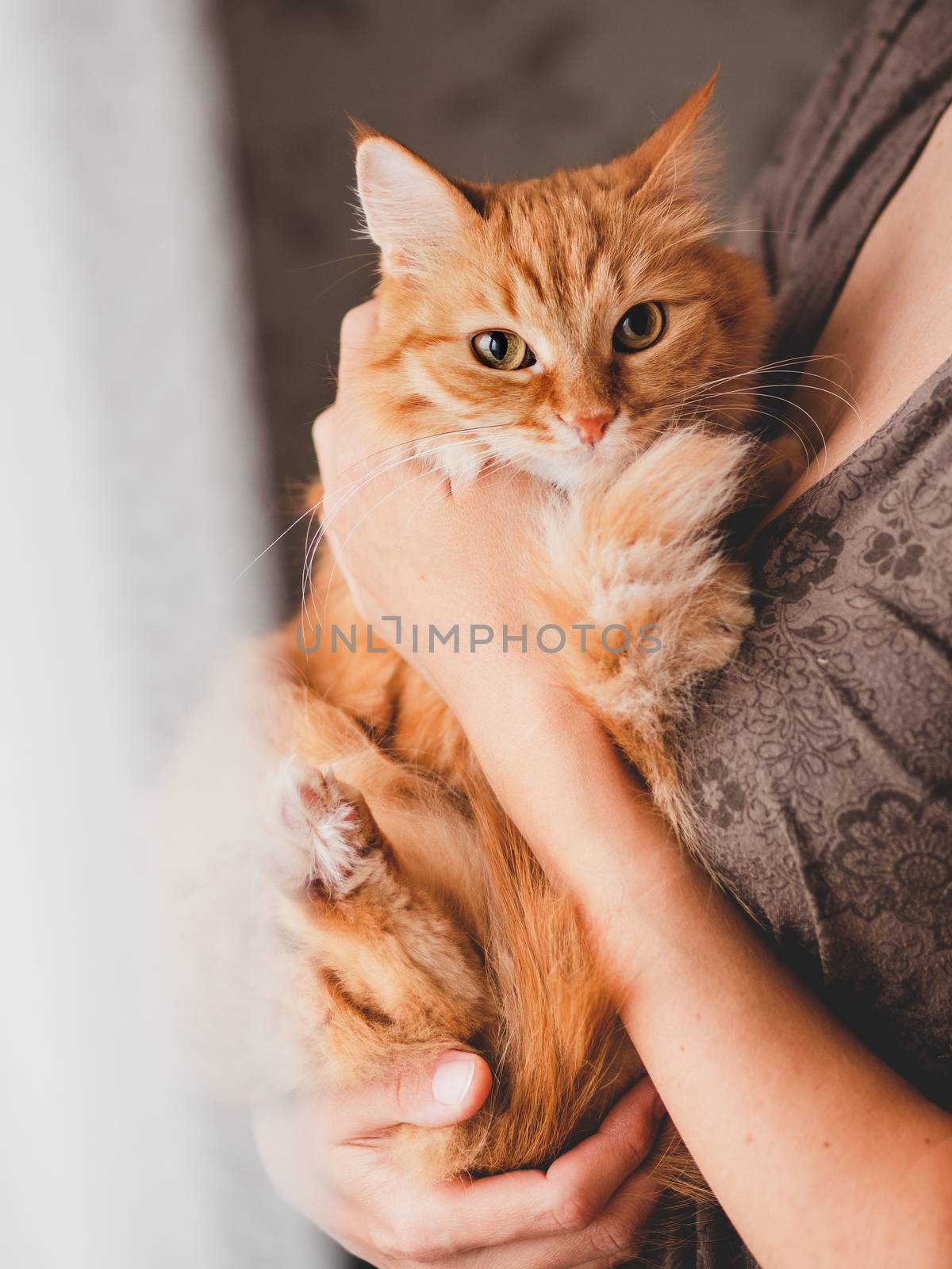 Cute ginger cat is sitting on woman's hands and staring at camera. Symbol of fluffy pet adoption.