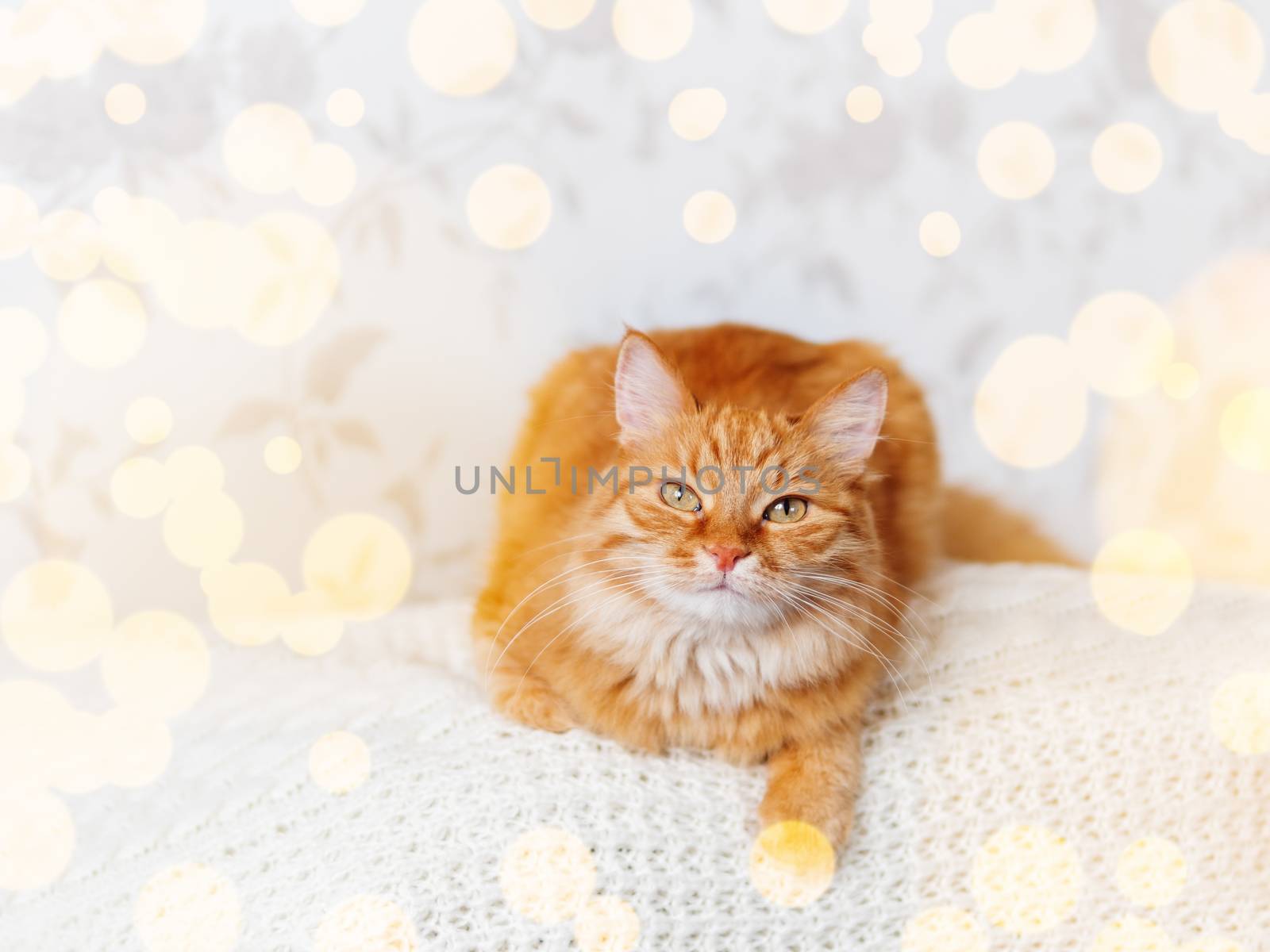 Cute ginger cat on knitted sweater. Curious fluffy pet with warm beige clothes. Light bulbs bokeh. Cozy home.