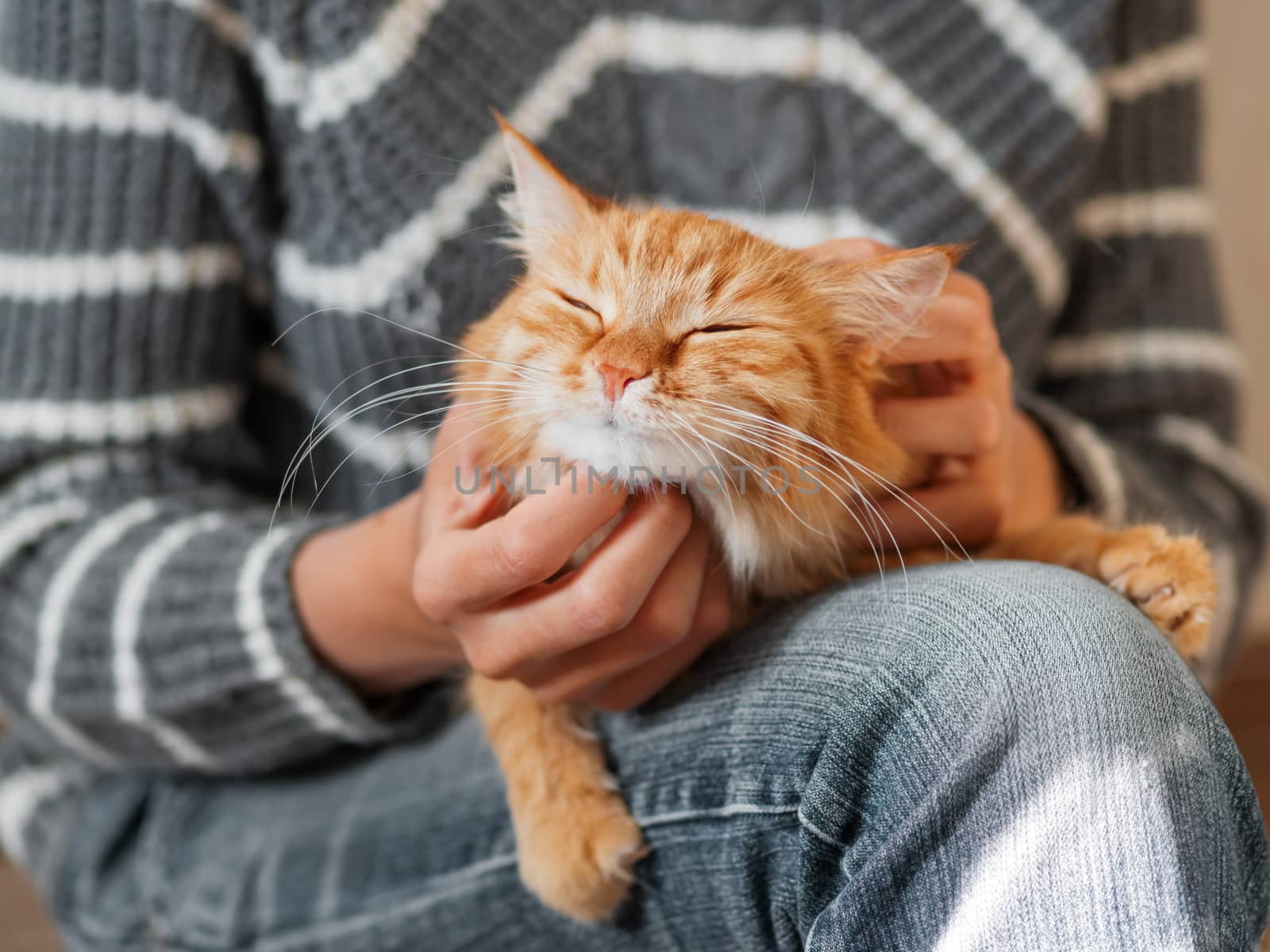 Cute ginger cat dozing on woman knees. Woman in jeans stroking her fluffy pet. Cozy home.