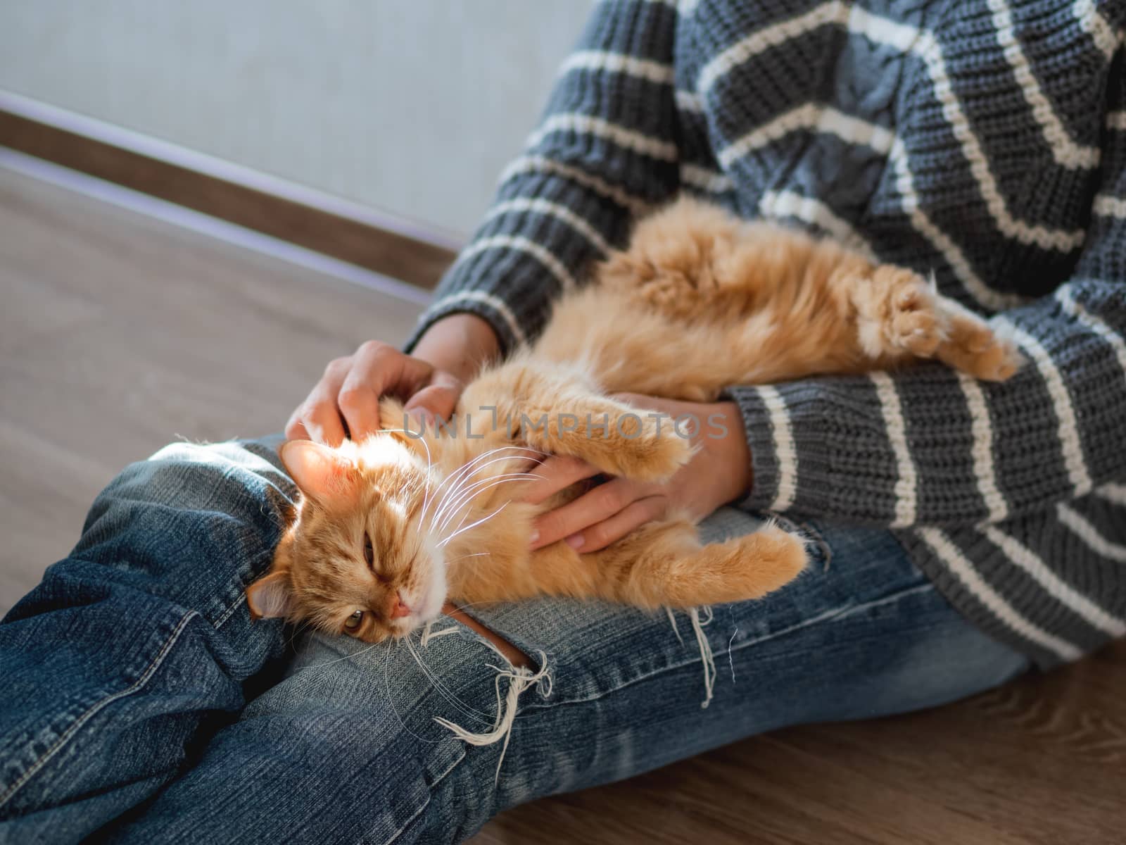 Cute ginger cat dozing on woman knees. Woman in torn jeans stroking her fluffy pet. Cozy home.