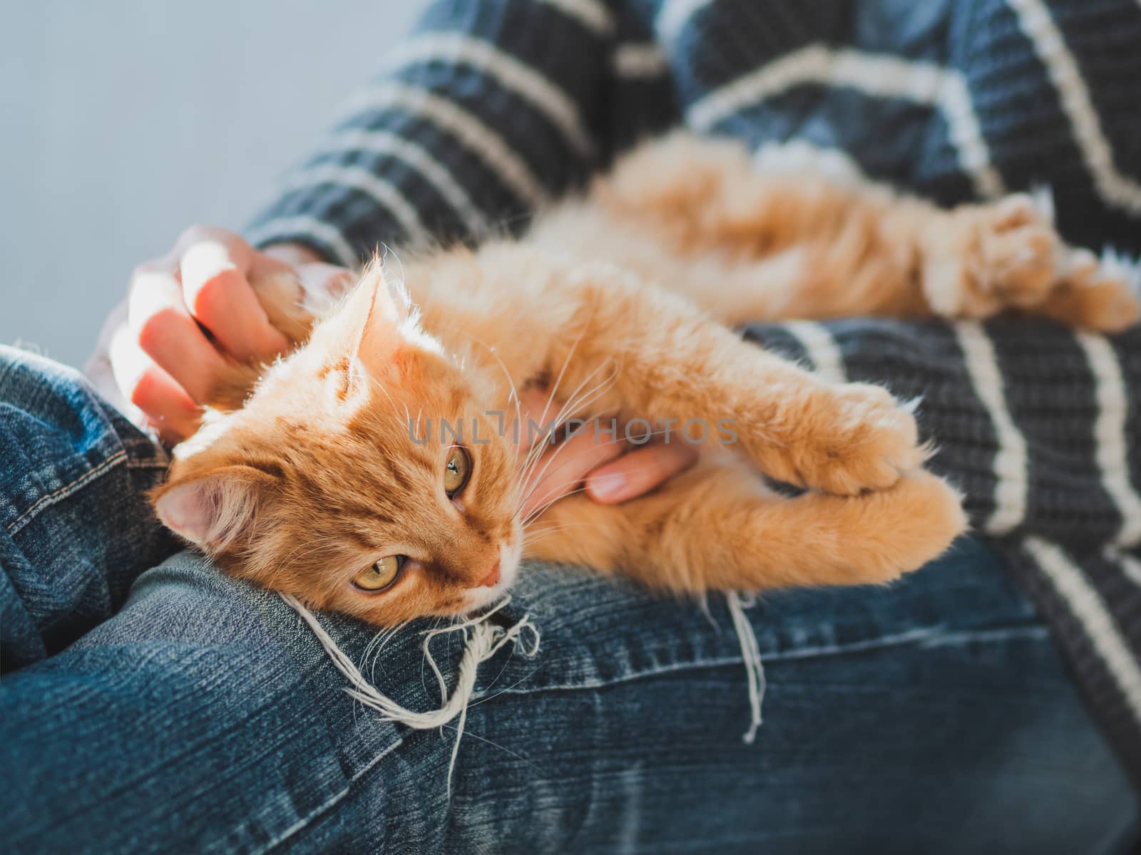 Cute ginger cat dozing on woman knees. Woman in torn jeans stroking her fluffy pet. Cozy home.