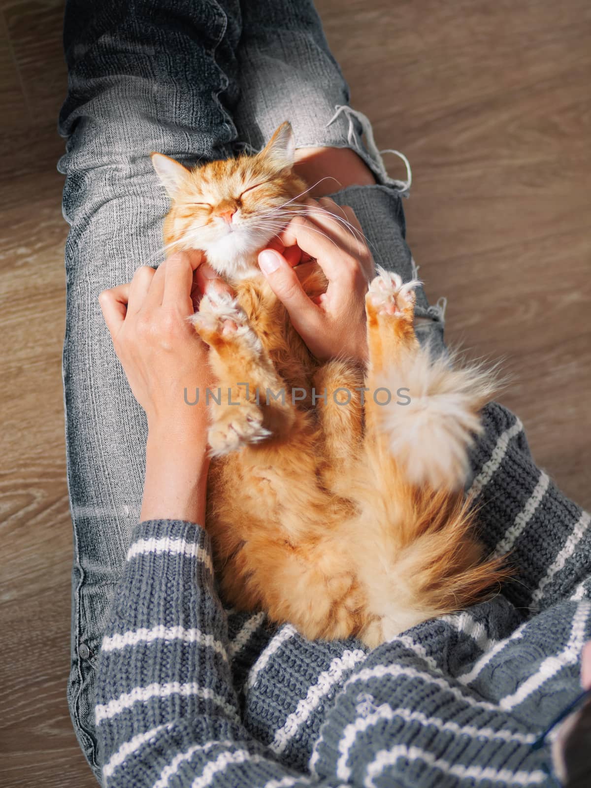 Cute ginger cat dozing on woman knees. Woman in torn jeans stroking her fluffy pet. Cozy home. Top view.