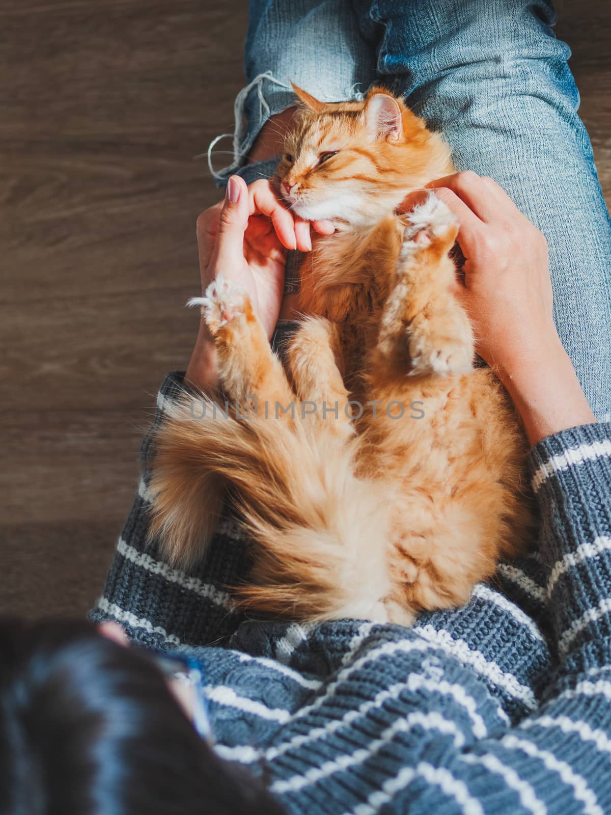 Cute ginger cat dozing on woman knees. Woman in torn jeans stroking her fluffy pet. Cozy home. Top view.