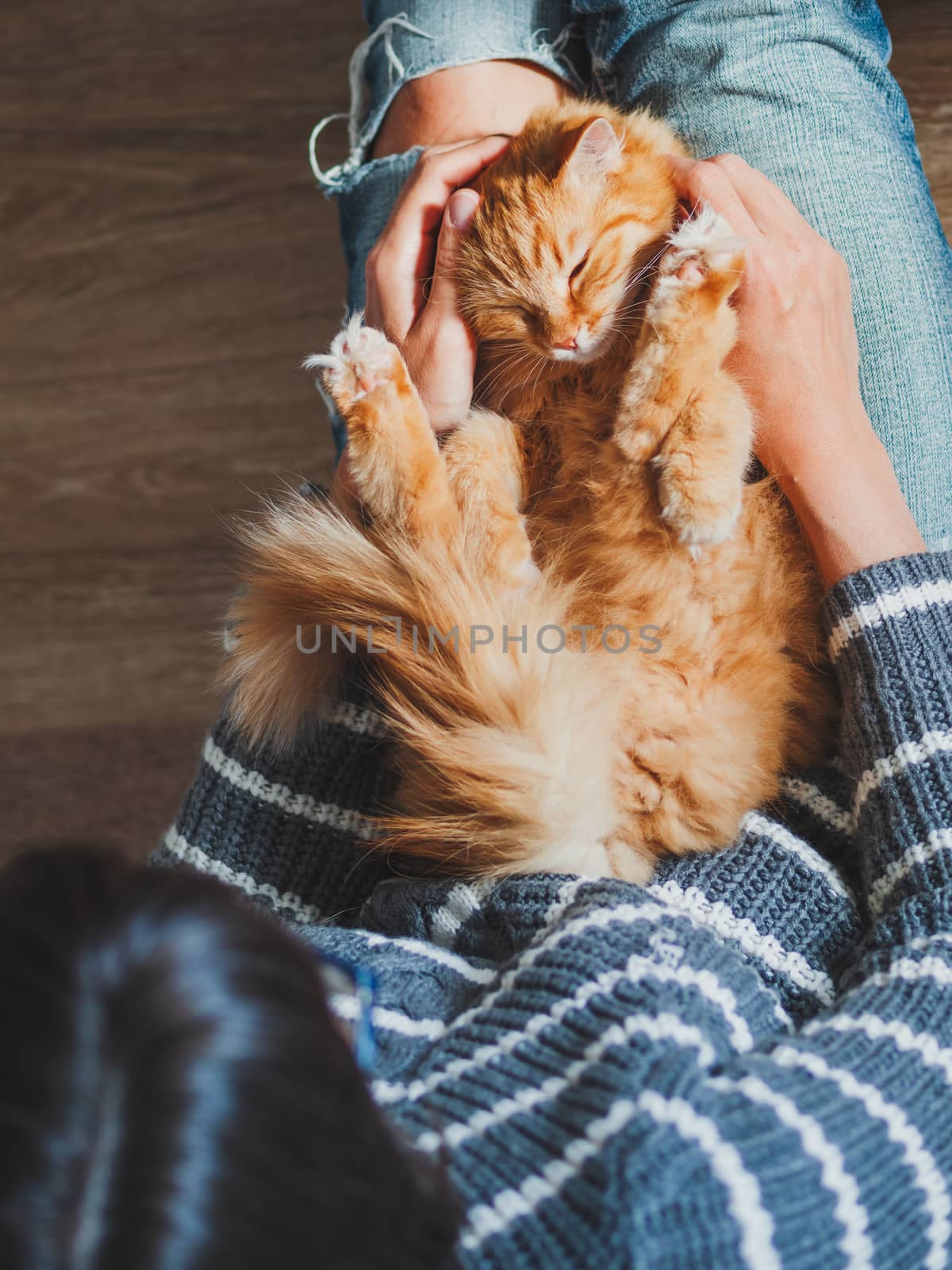 Cute ginger cat dozing on woman knees. Woman in torn jeans stroking her fluffy pet. Cozy home. Top view.