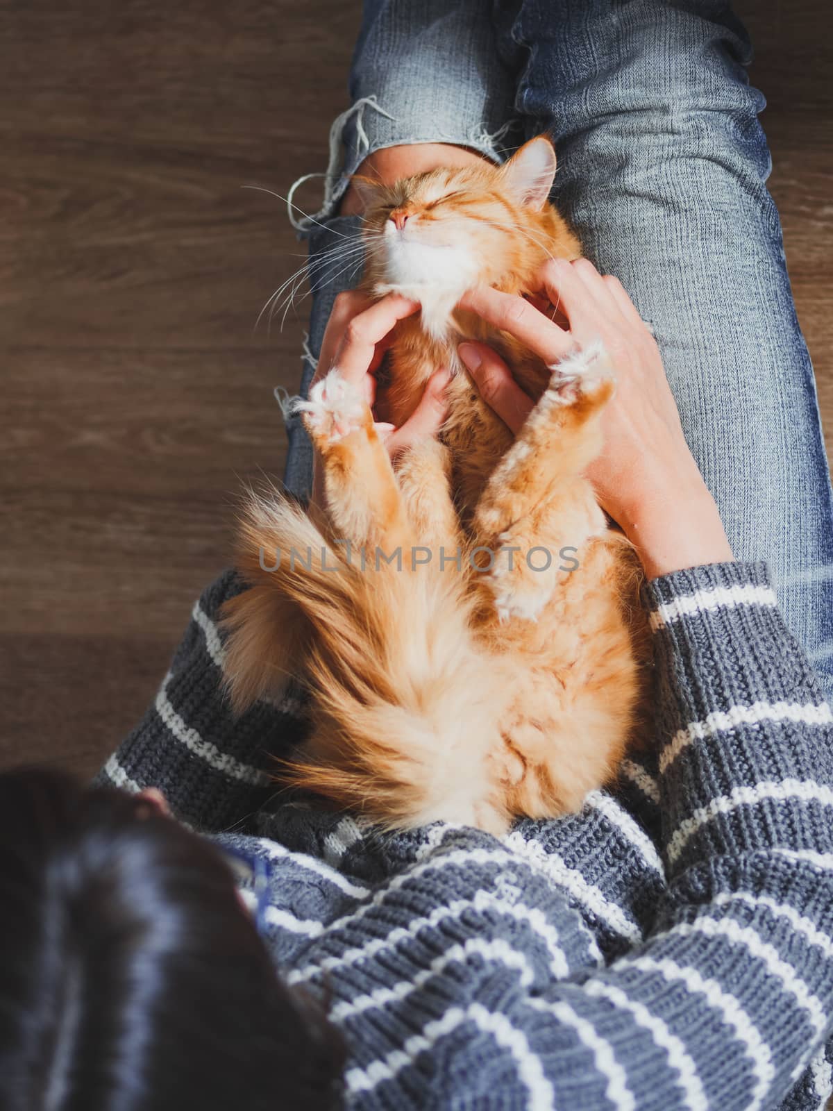 Cute ginger cat dozing on woman knees. Woman in torn jeans stroking her fluffy pet. Cozy home. Top view.