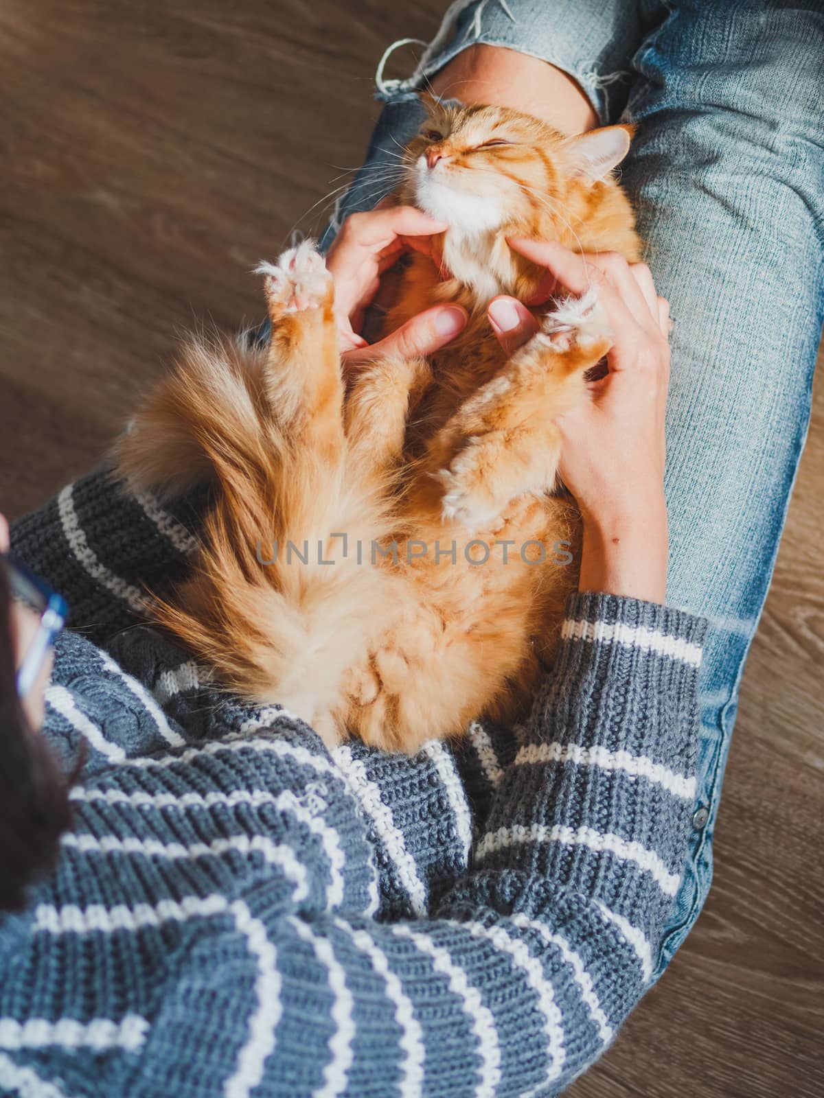 Cute ginger cat dozing on woman knees. Woman in torn jeans stroking her fluffy pet. Cozy home. Top view.