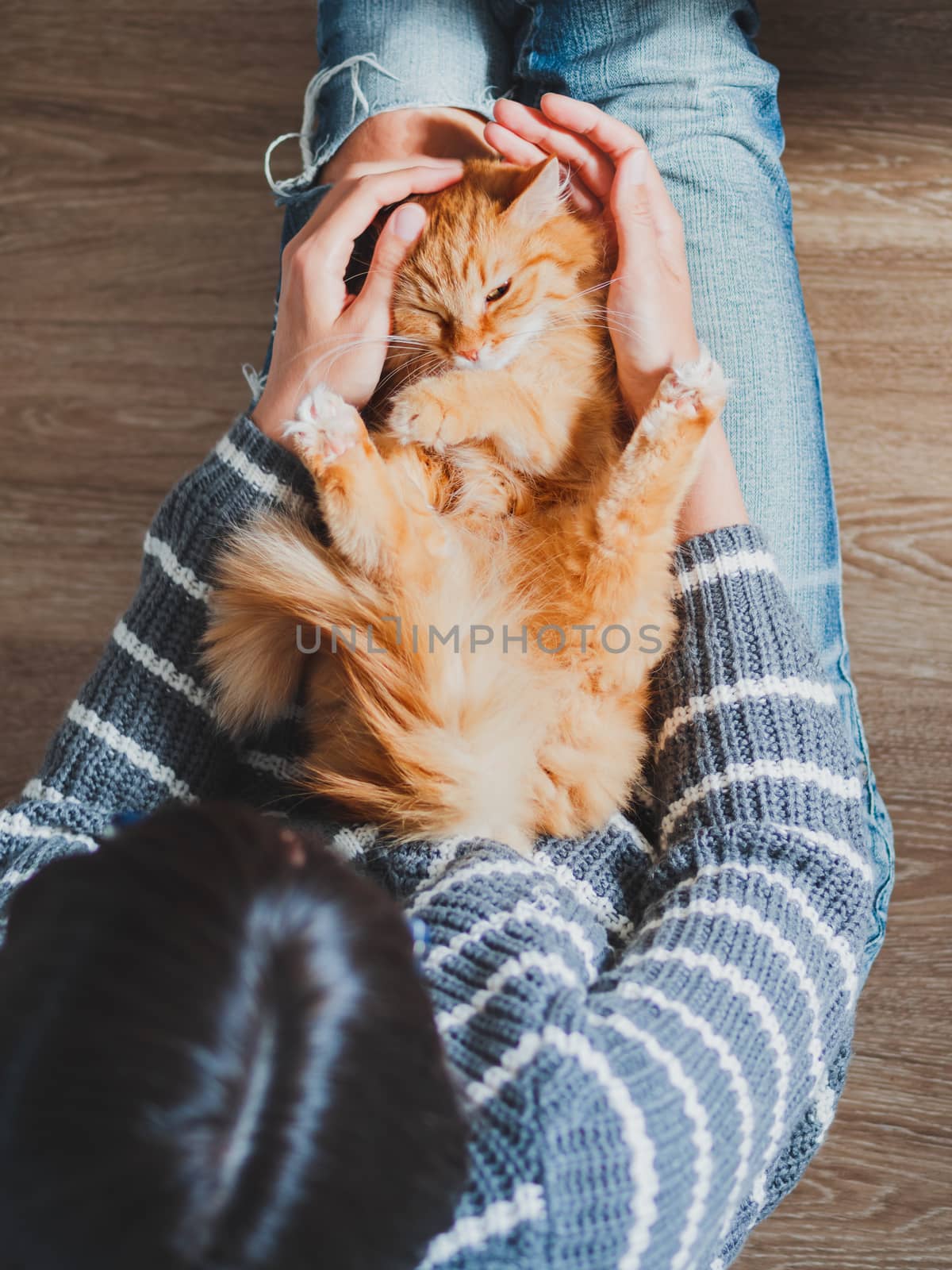 Cute ginger cat dozing on woman knees. Woman in torn jeans stroking her fluffy pet. Cozy home. Top view.