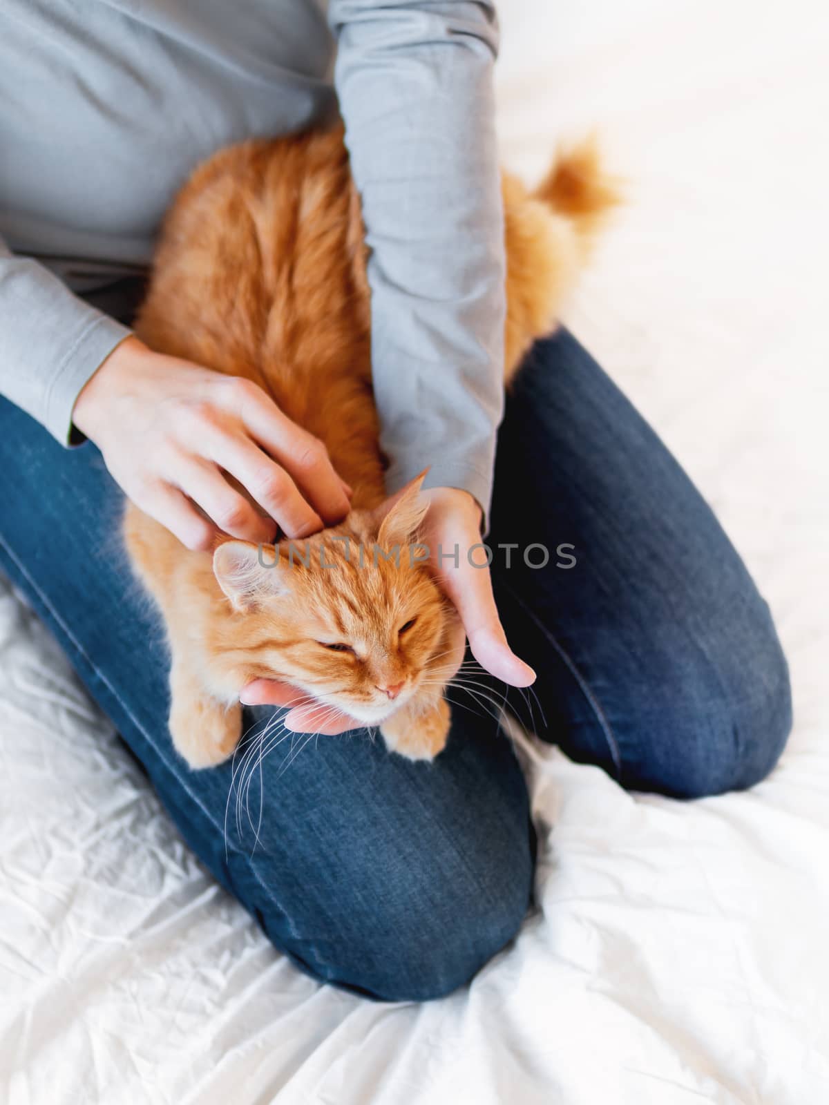 Cute ginger cat lies on woman's hands. Fluffy pet comfortably settled to sleep or to play. Cozy morning bedtime at home.