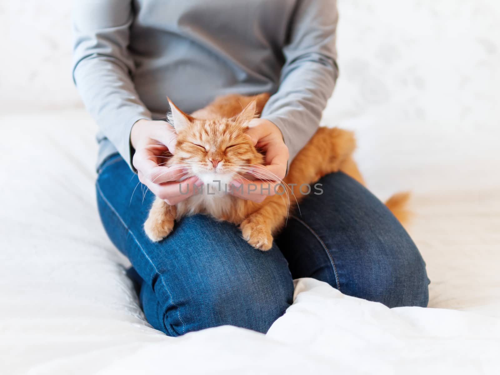 Cute ginger cat lies on woman's hands. Fluffy pet comfortably settled to sleep or to play. Cozy morning bedtime at home.