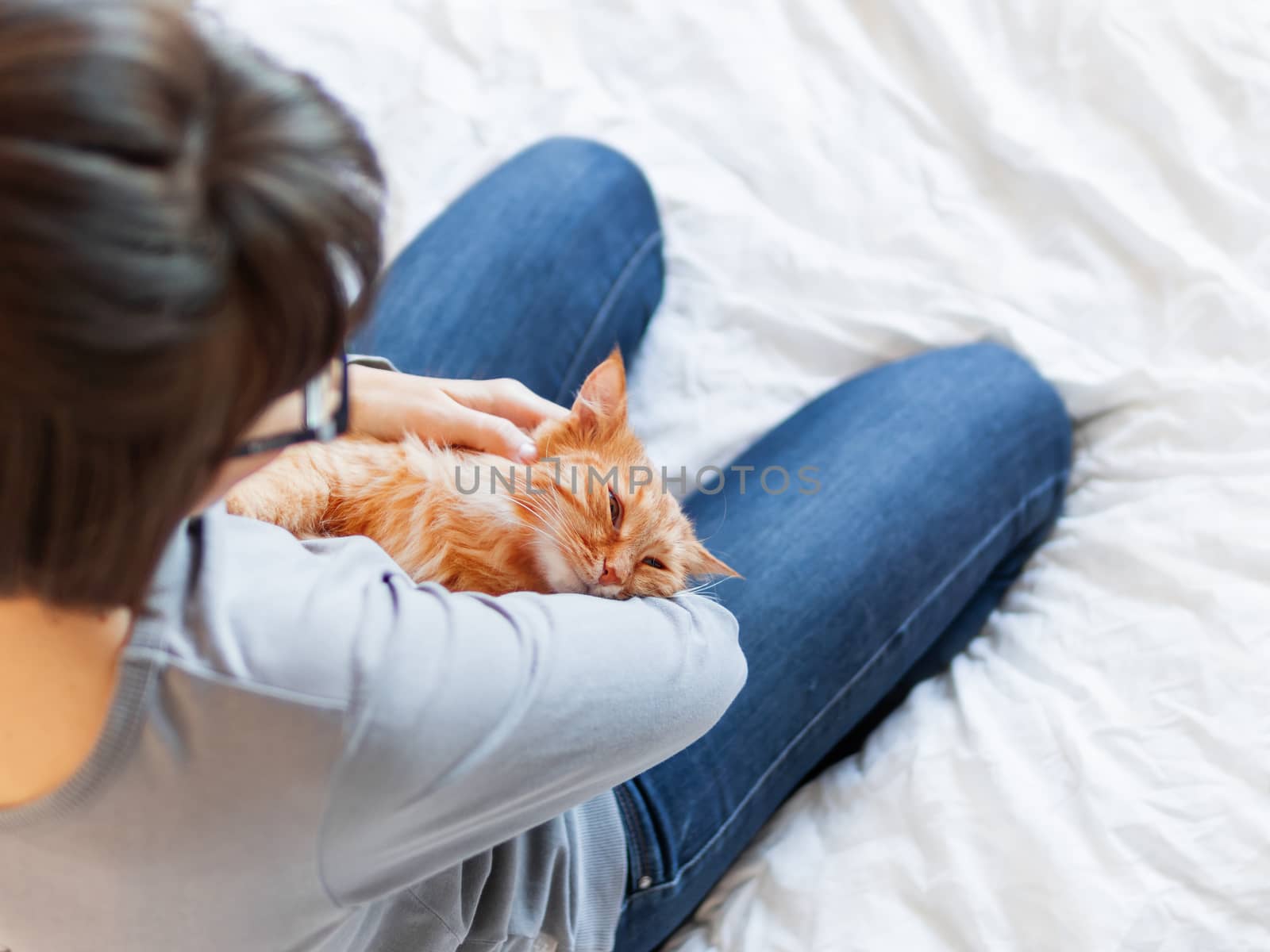 Cute ginger cat lies on woman's hands. Fluffy pet comfortably settled to sleep or to play. Cozy morning bedtime at home.