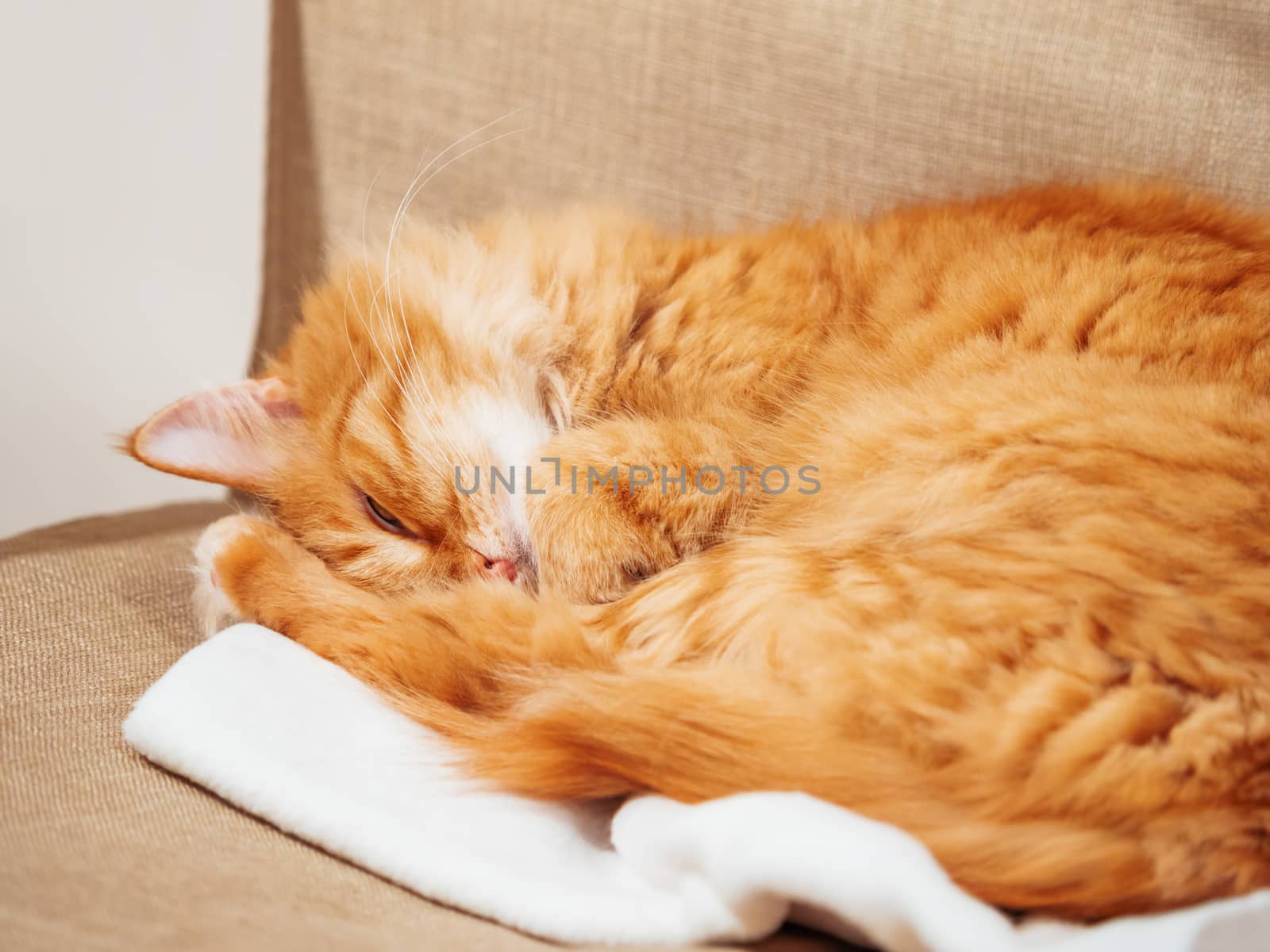 Cute ginger cat is sleeping on chair. Fluffy pet dozing on white fabric. Cozy home.