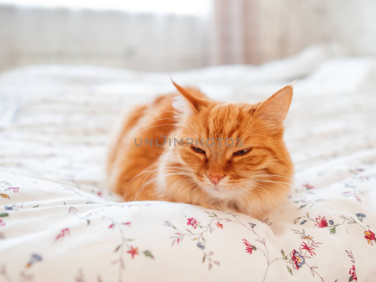 Cute ginger cat lying in bed. Morning bedtime in cozy home. Fluffy pet dozing on blanket.