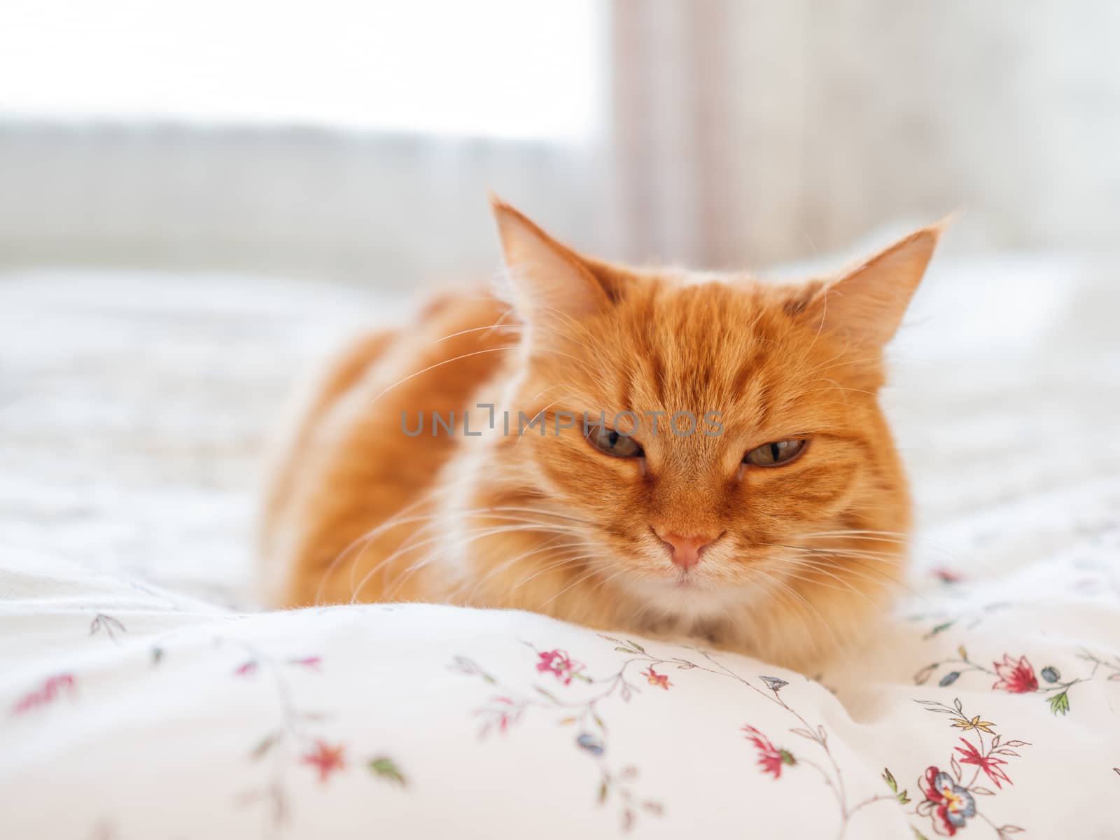 Cute ginger cat lying in bed. Morning bedtime in cozy home. Fluffy pet dozing on blanket.