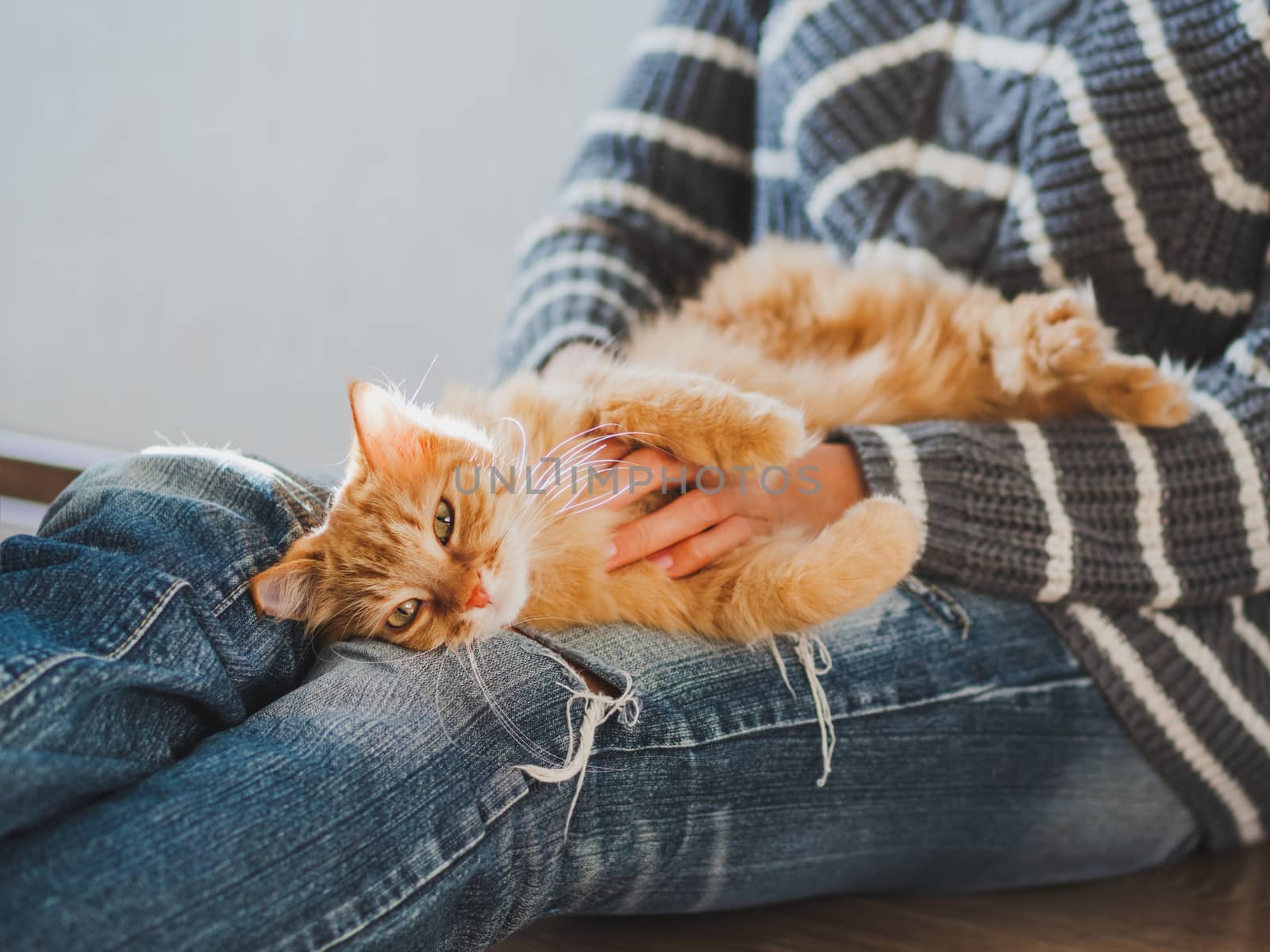 Cute ginger cat dozing on woman knees. Woman in torn jeans stroking her fluffy pet. Cozy home.