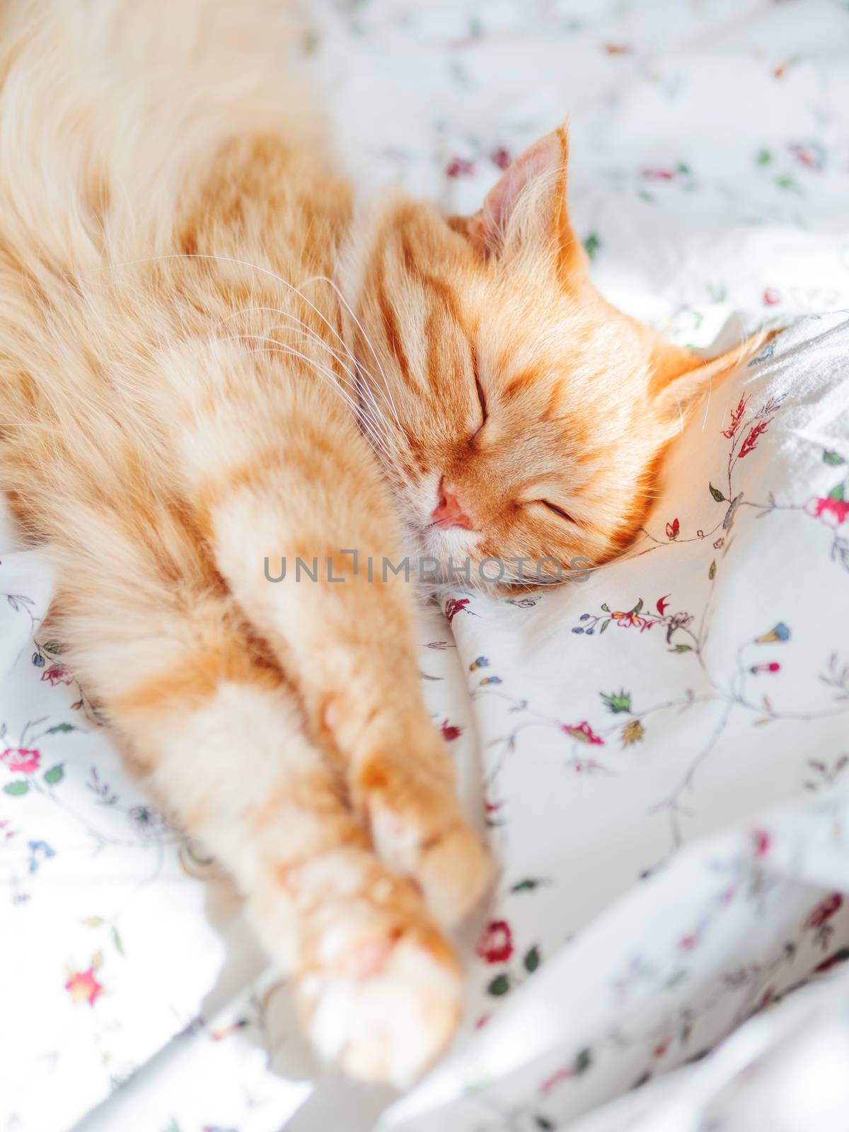 Cute ginger cat lying in bed. Fluffy pet stretching. Cozy home background, morning bedtime.