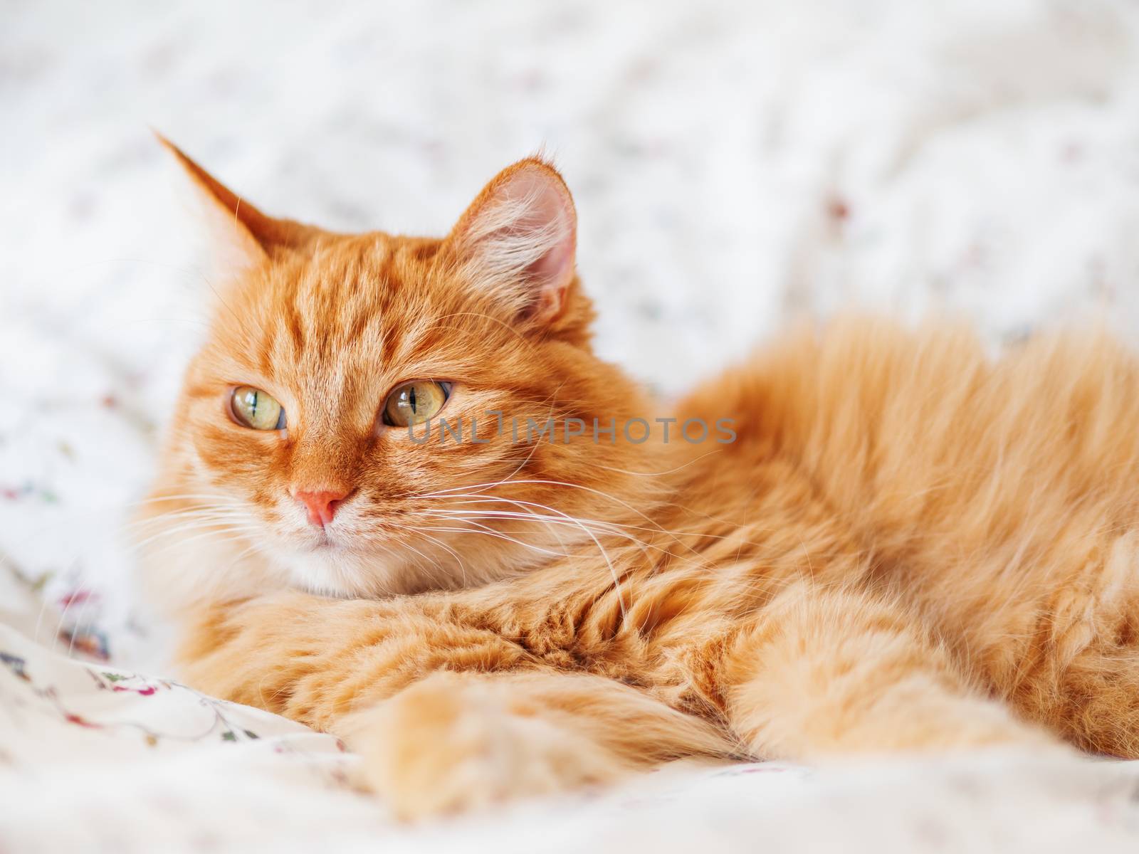 Cute ginger cat lying in bed. Fluffy pet gazing curiously. Cozy home background, morning bedtime.