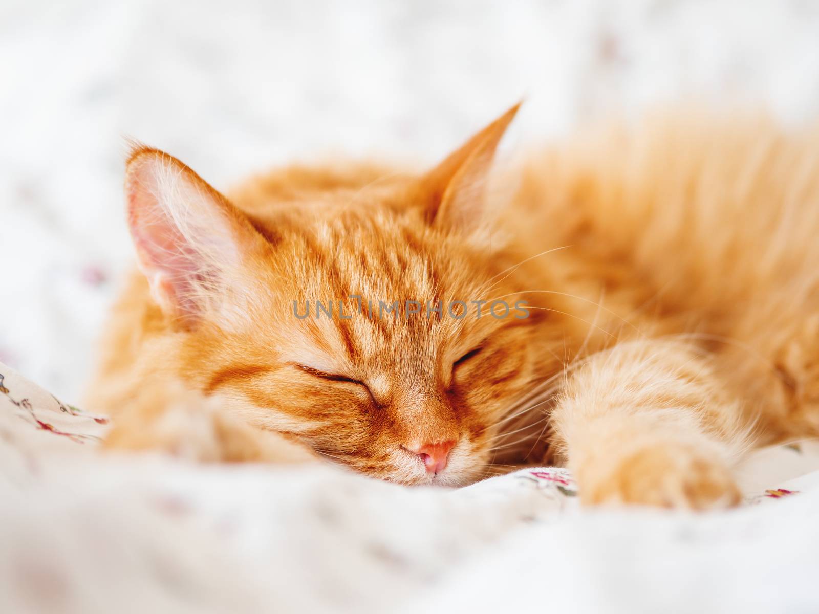 Cute ginger cat lying in bed. Fluffy pet dozing. Cozy home background, morning bedtime.